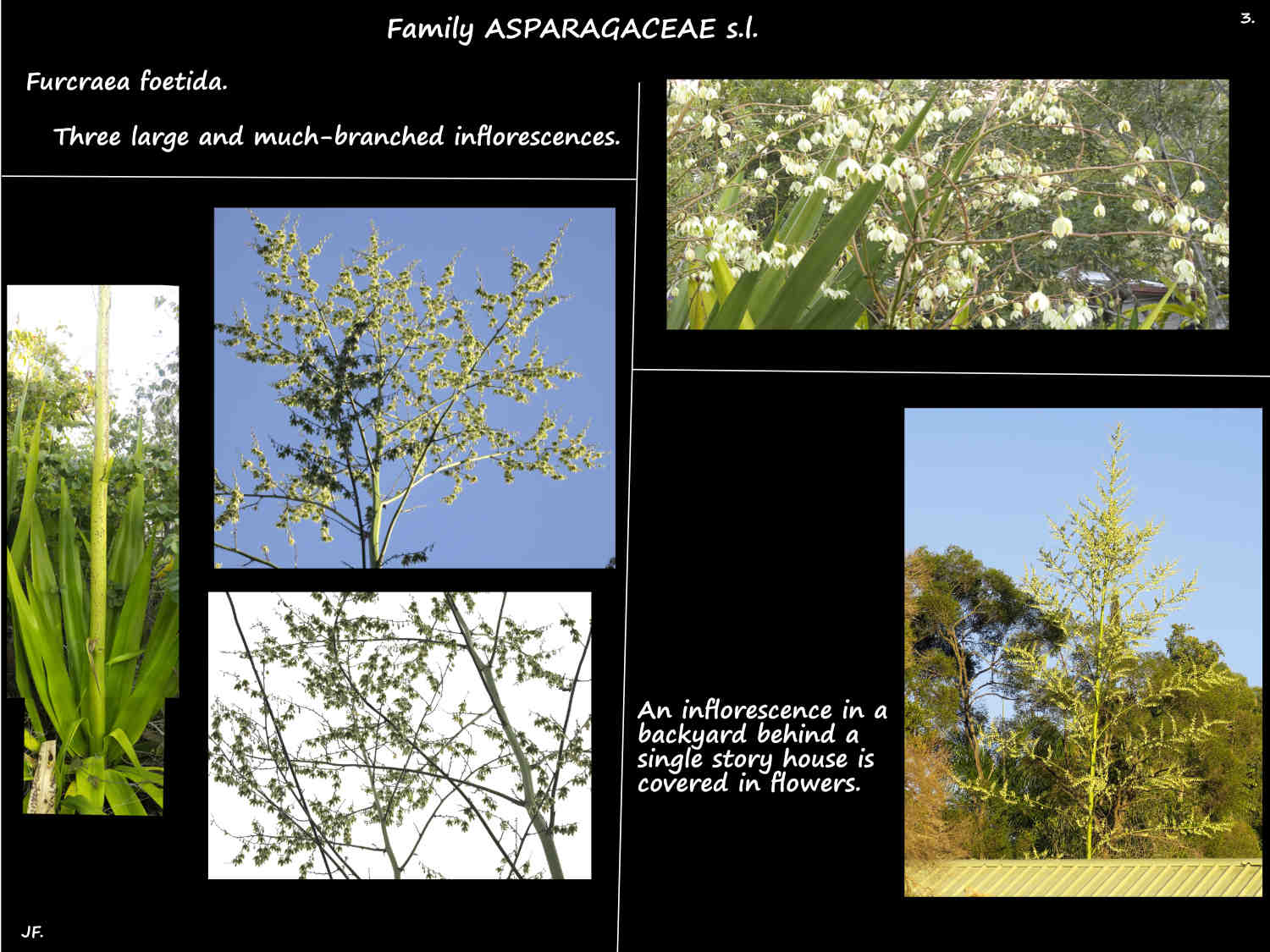 3 False agave inflorescences