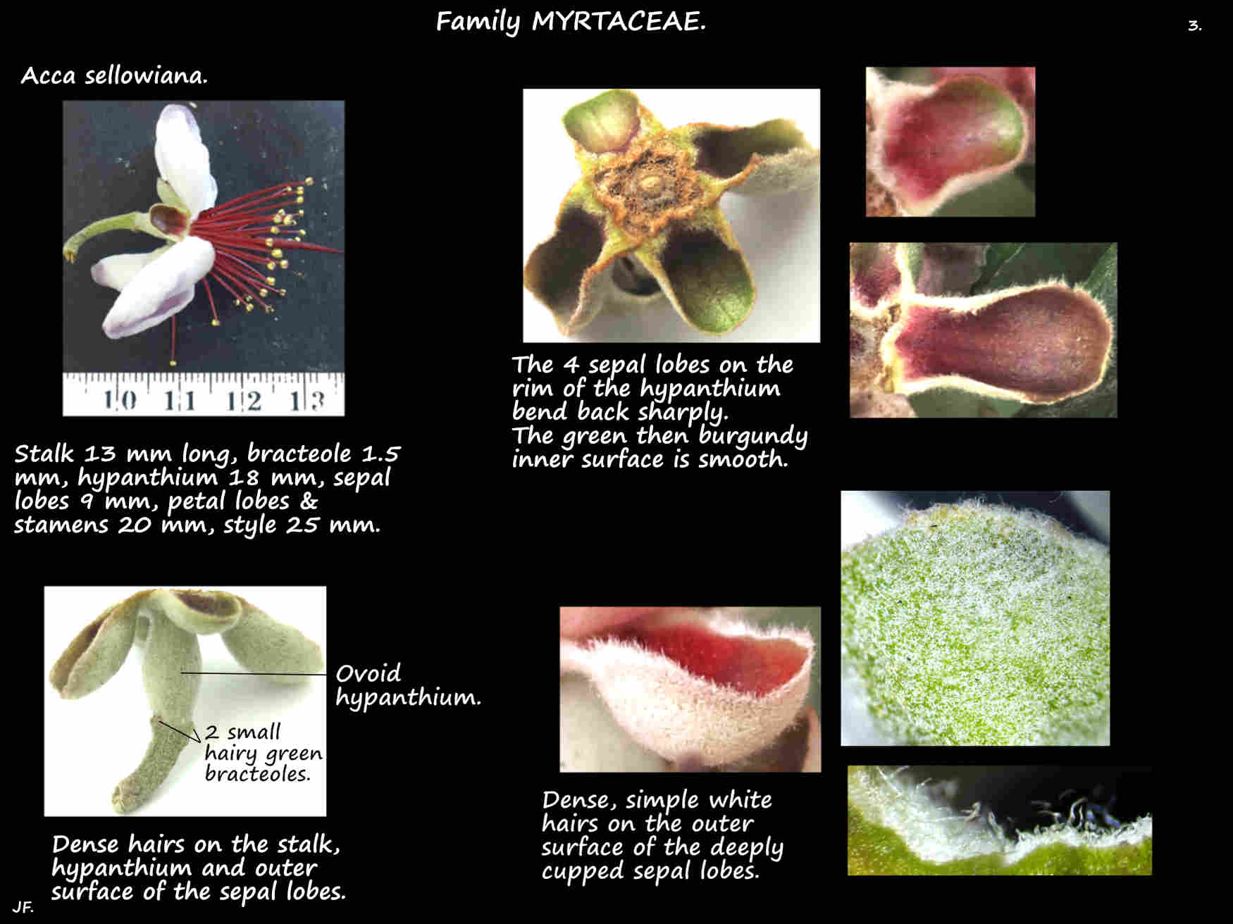 3 Feijoa sellowiana hypanthium & sepals