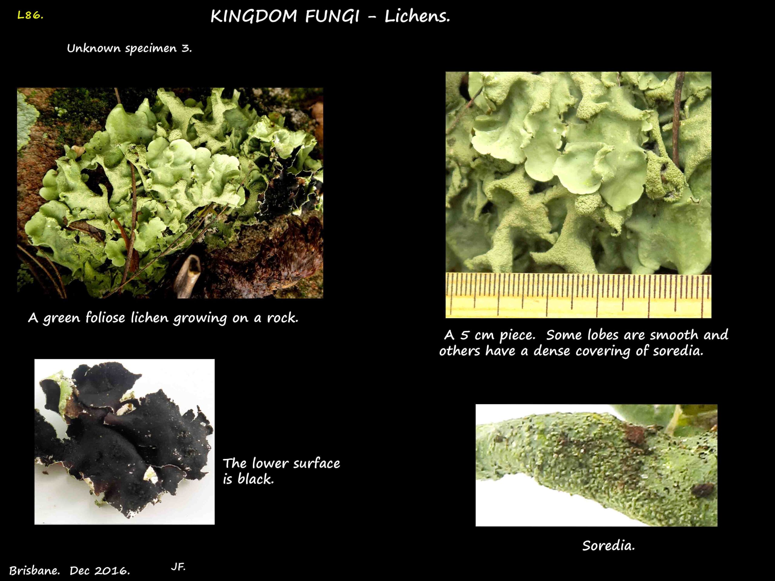 3 Foliose lichen 3