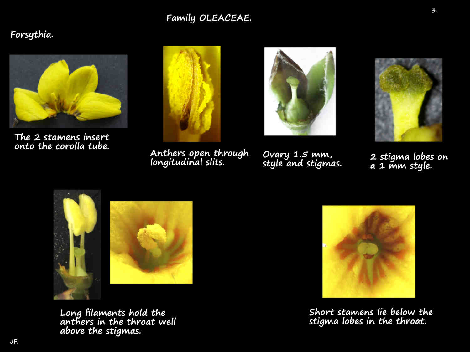 3 Forsythia stamens, ovary, style & stigma lobes