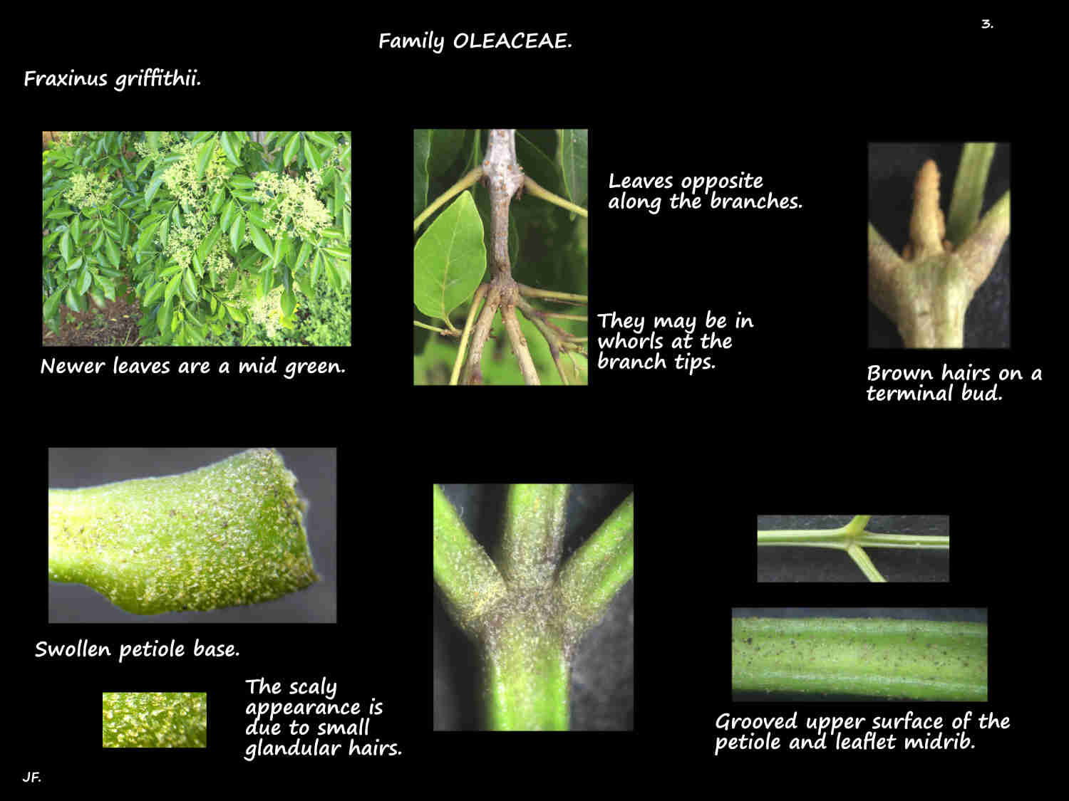 3 Fraxinus griffithii leaf arrangement