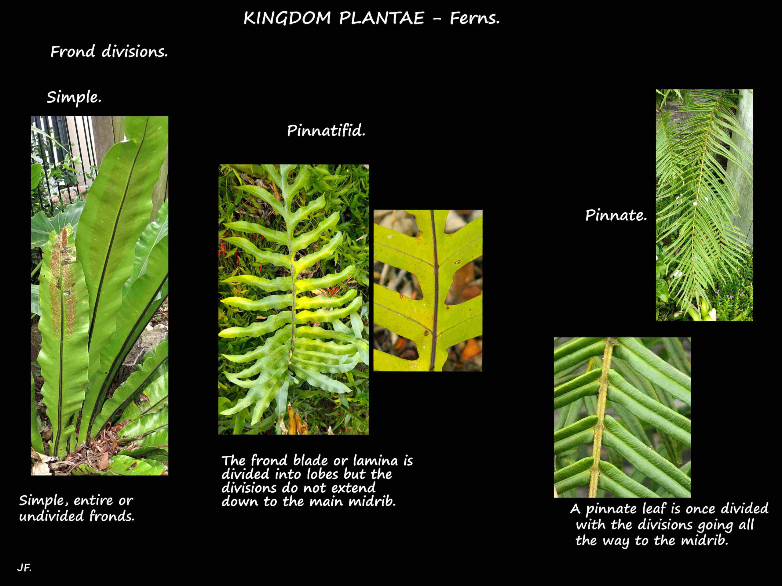 Frond divisions