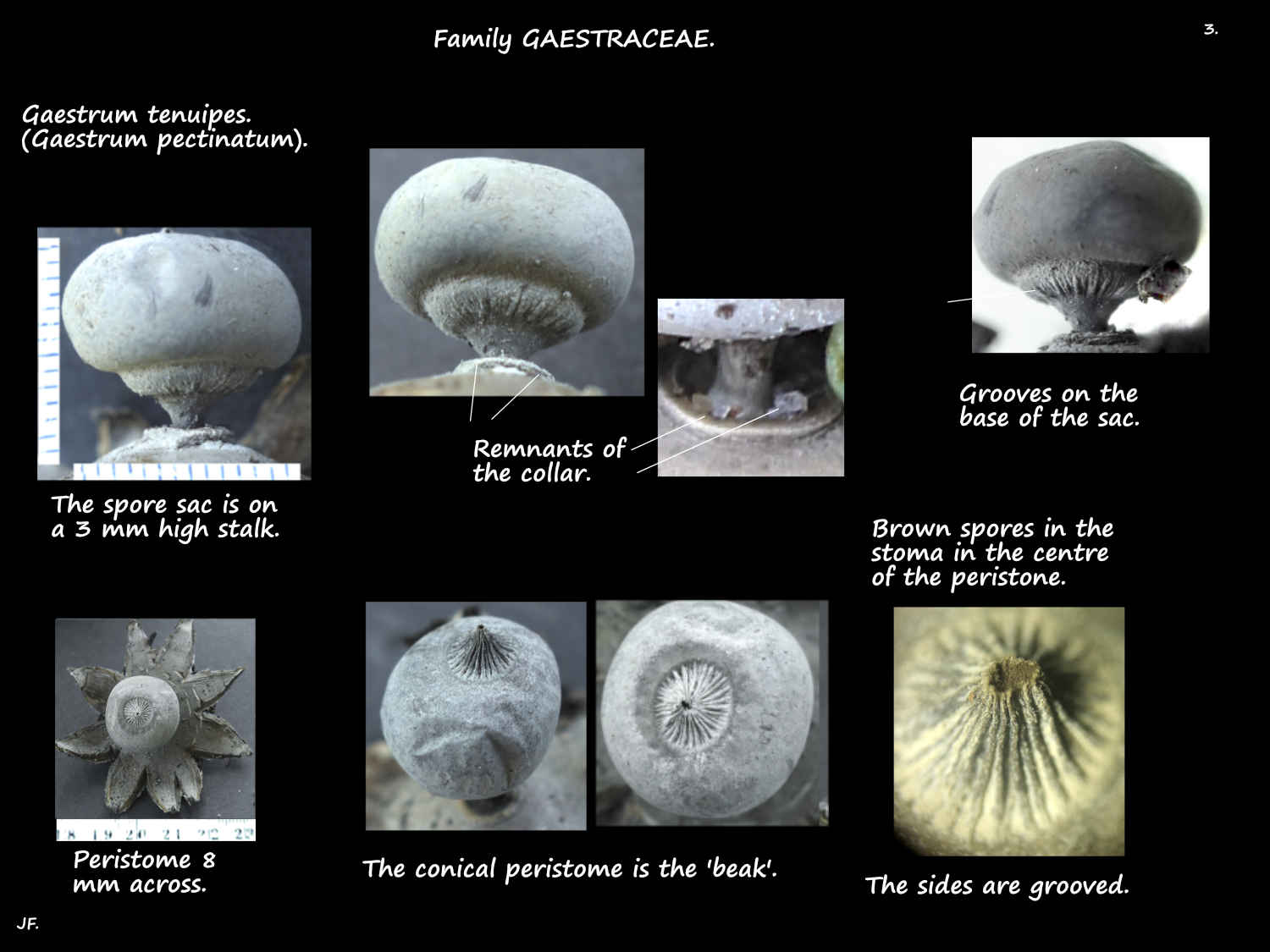 3 Gaestrum tenuipes spore sac & peristome
