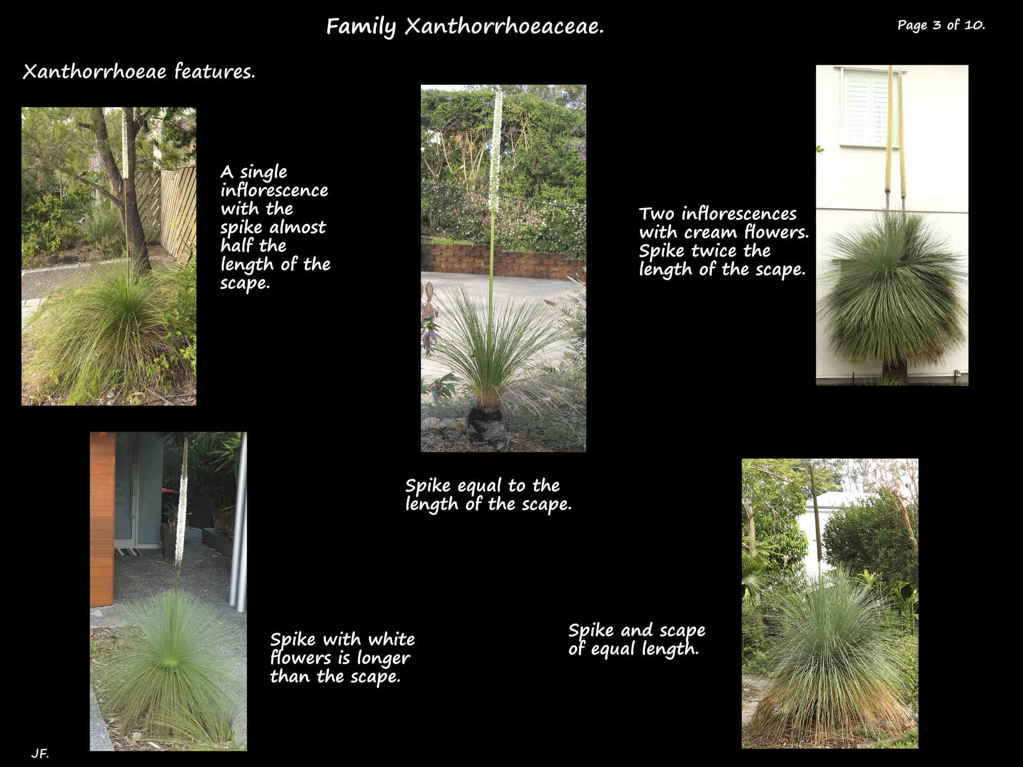 3 Grass tree scapes & spikes