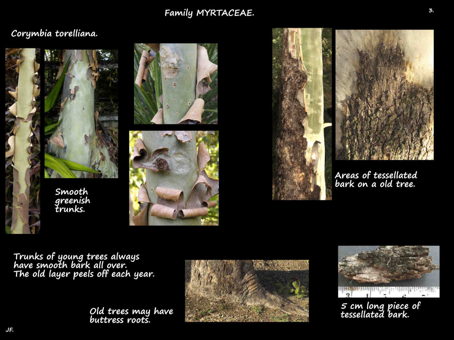 3 Green trunk on a Corymbia torelliana tree