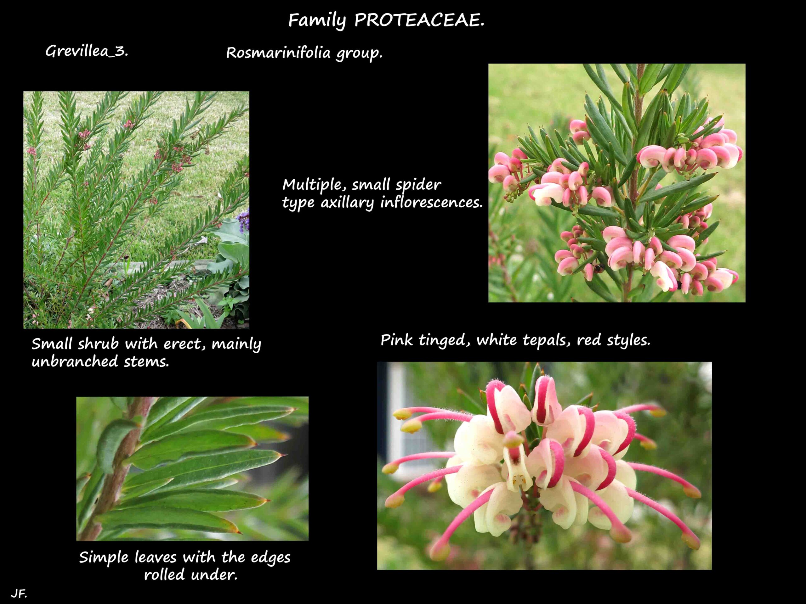 3 Grevillea with white & pink flowers