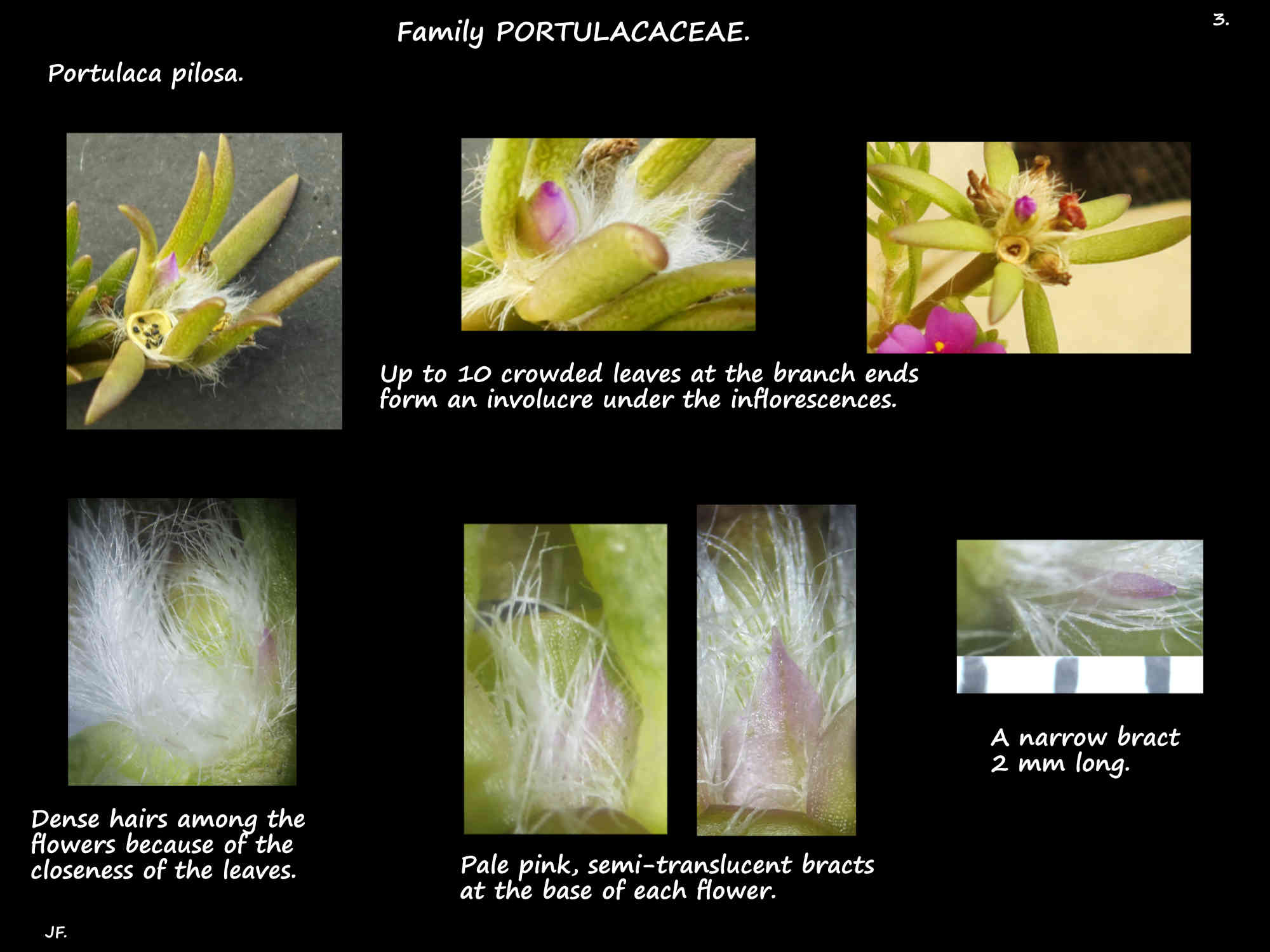 3 Hairs & bracts in Hairy portulaca inflorescences