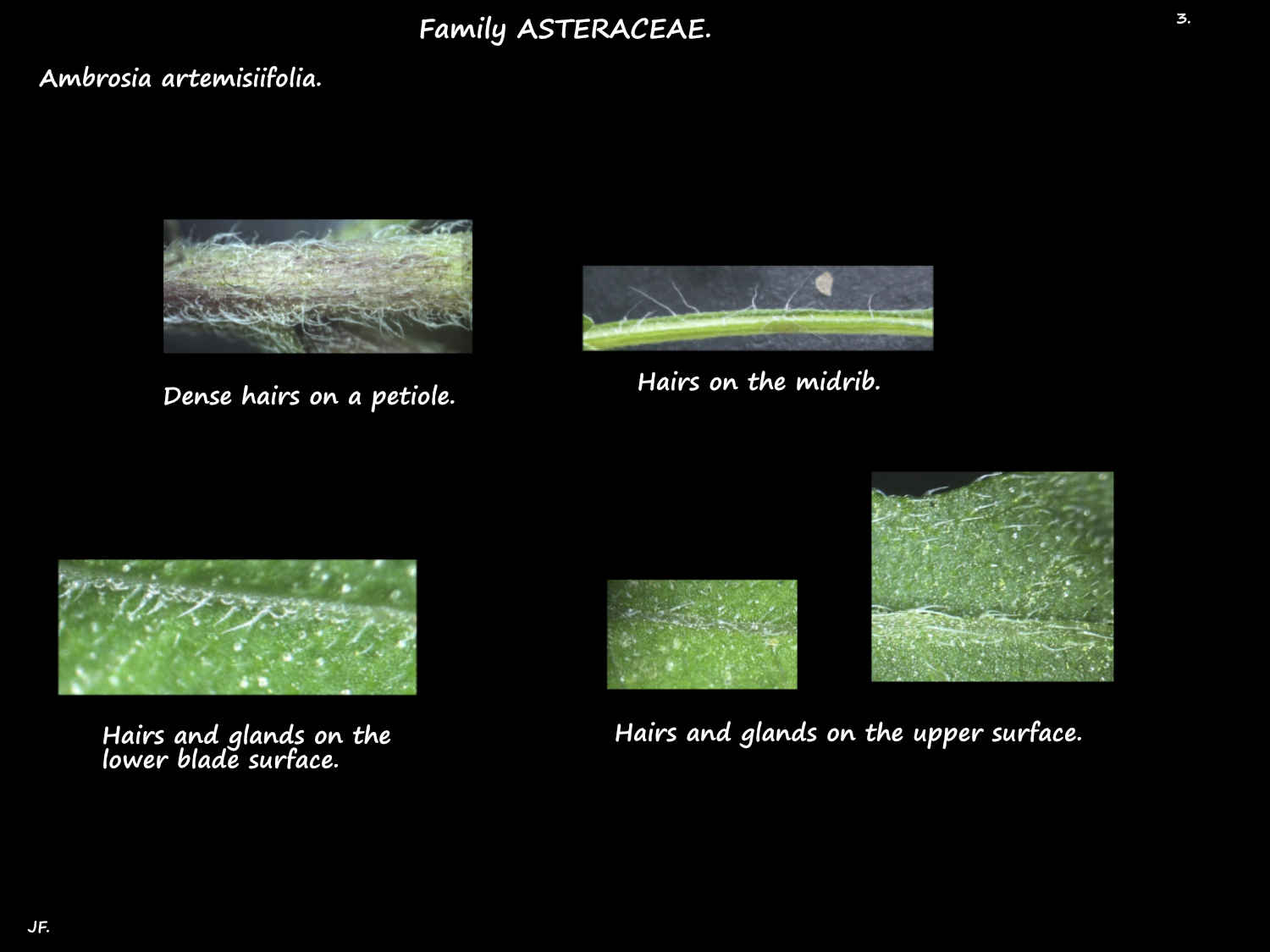 3 Hairs & glands on Ambrosia leaves