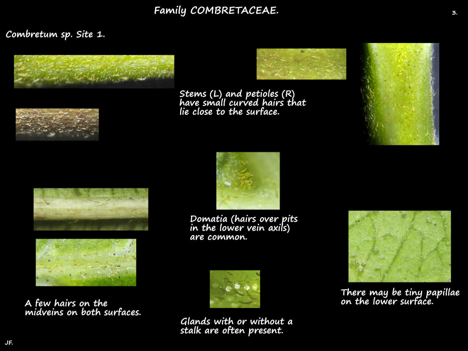 3 Hairs & glands on Combretum stems & leaves