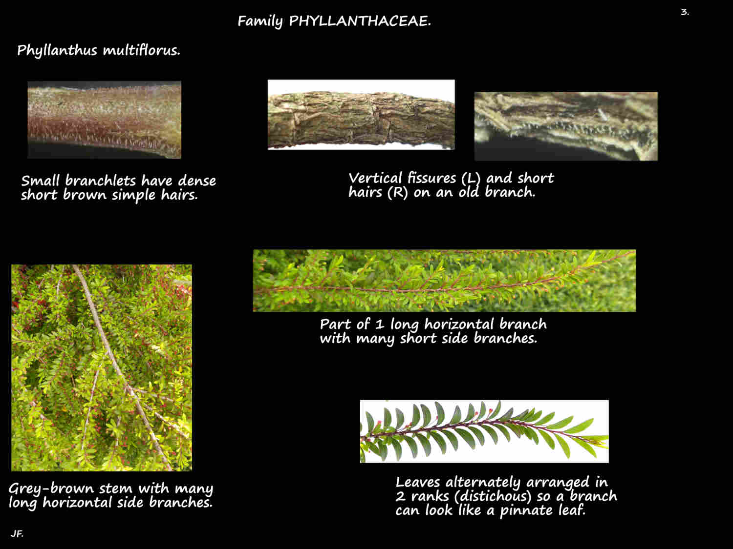 3 Hairs on Phyllanthus multiflorus stems