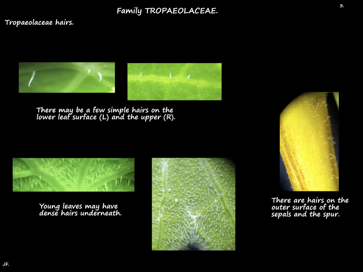 3 Hairs on Tropaeolaceae plants