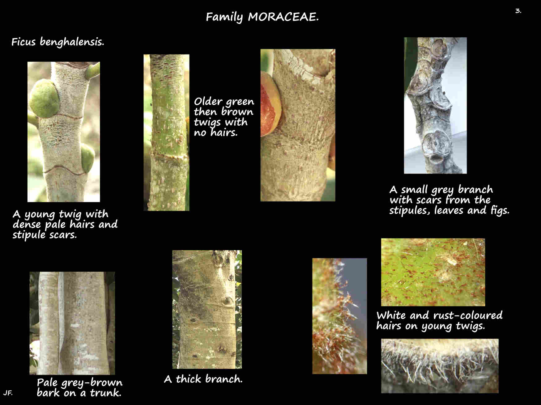 3 Hairs on young Bengal fig branches