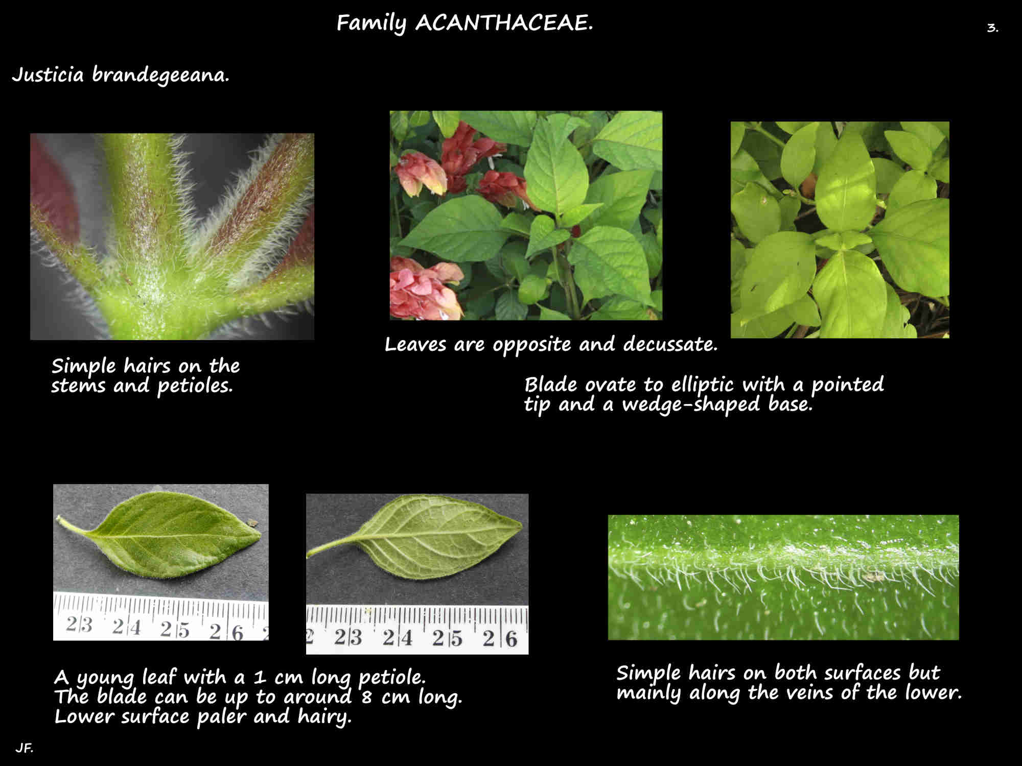 3 Hairy stems & leaves of Justicia brandegeeana