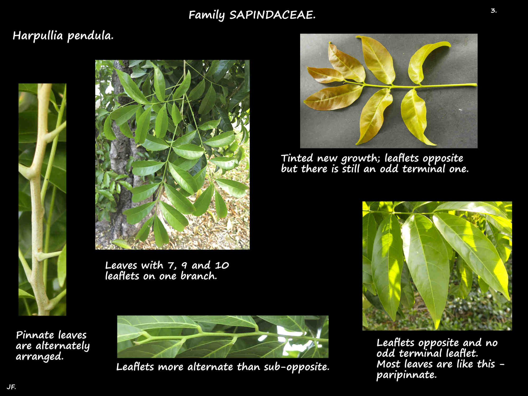 3 Harpullia pendula pinnate leaves