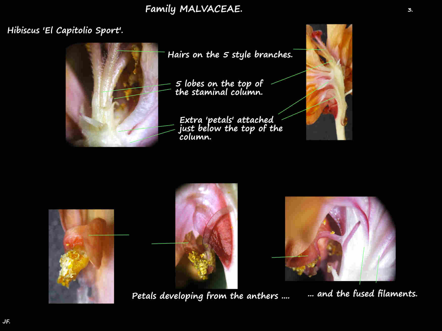 3 Hibiscus 'El Capitolio Sport' extra staminal petals