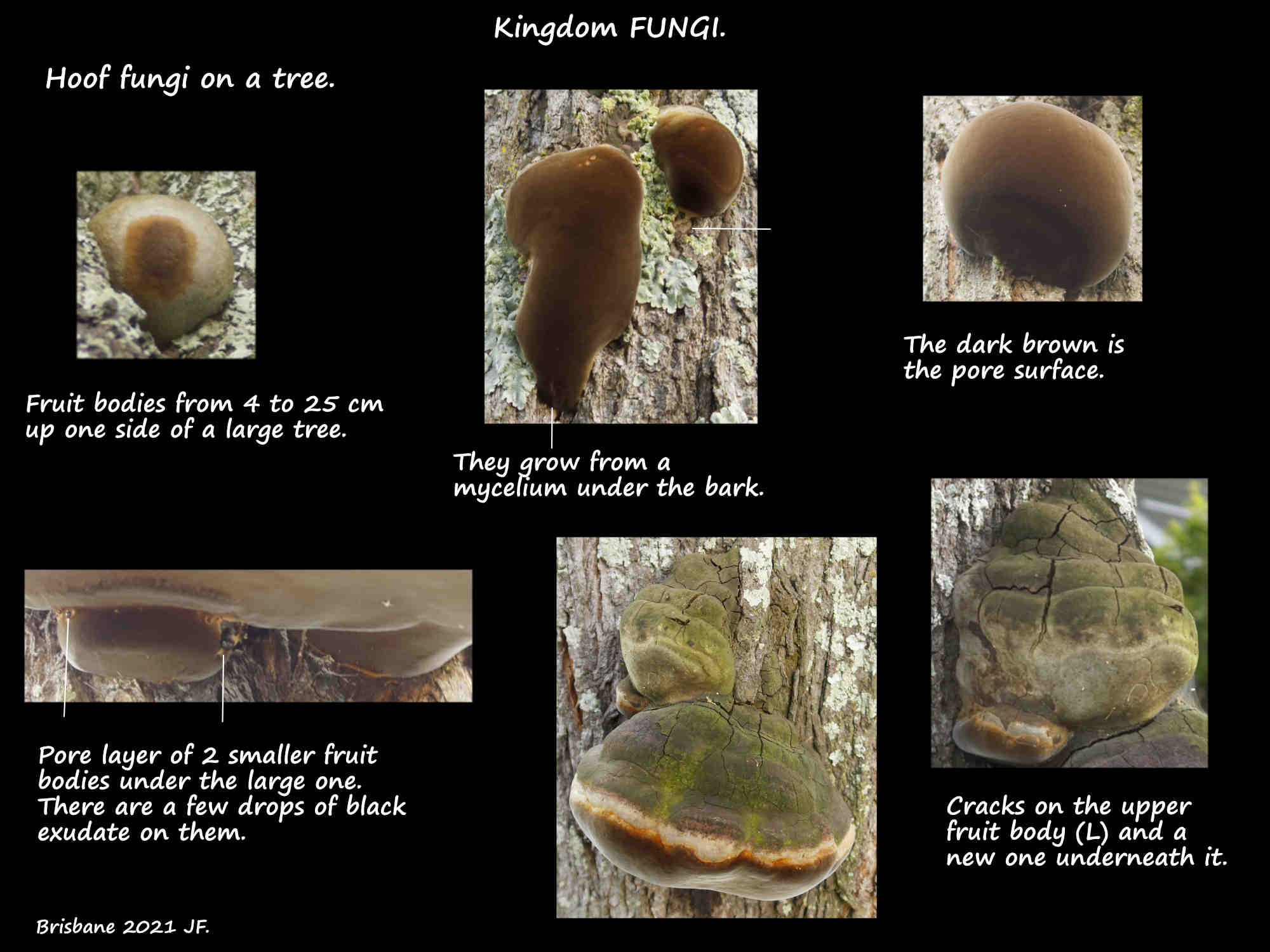 3 Hoof fungi on one tree
