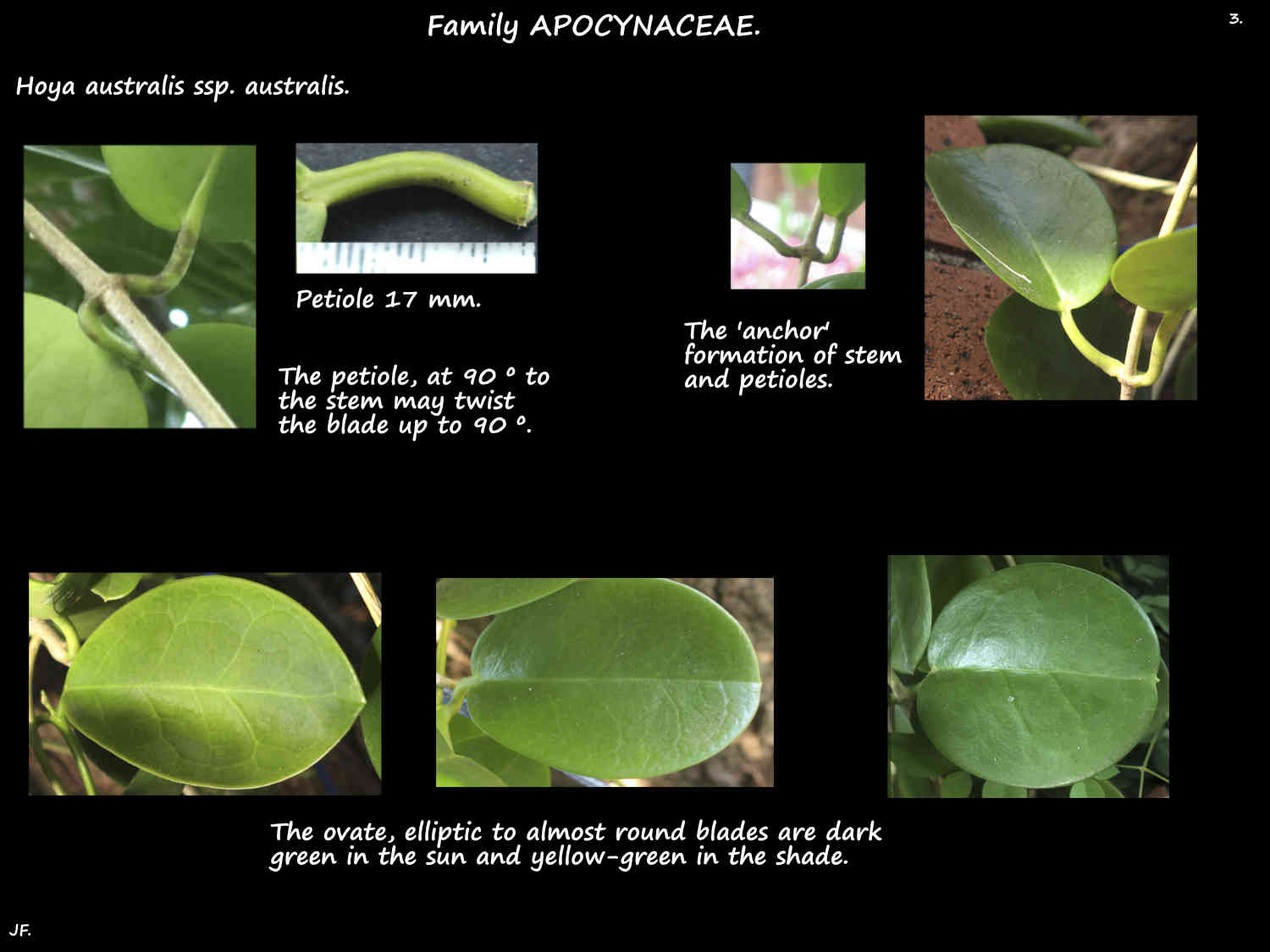 3 Hoya australis petiole & leaf shapes