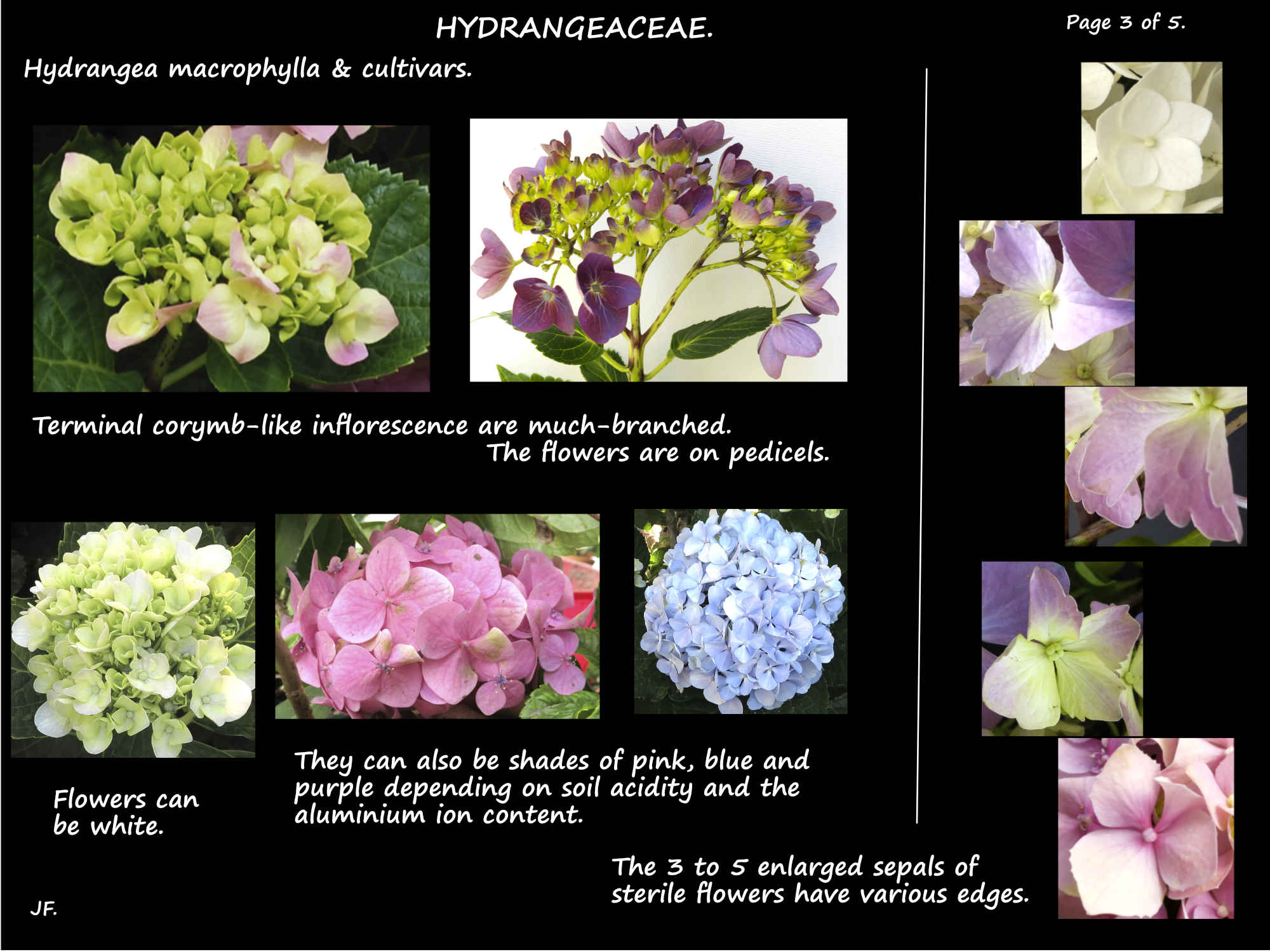 3 Hydrangea flowers & sepals