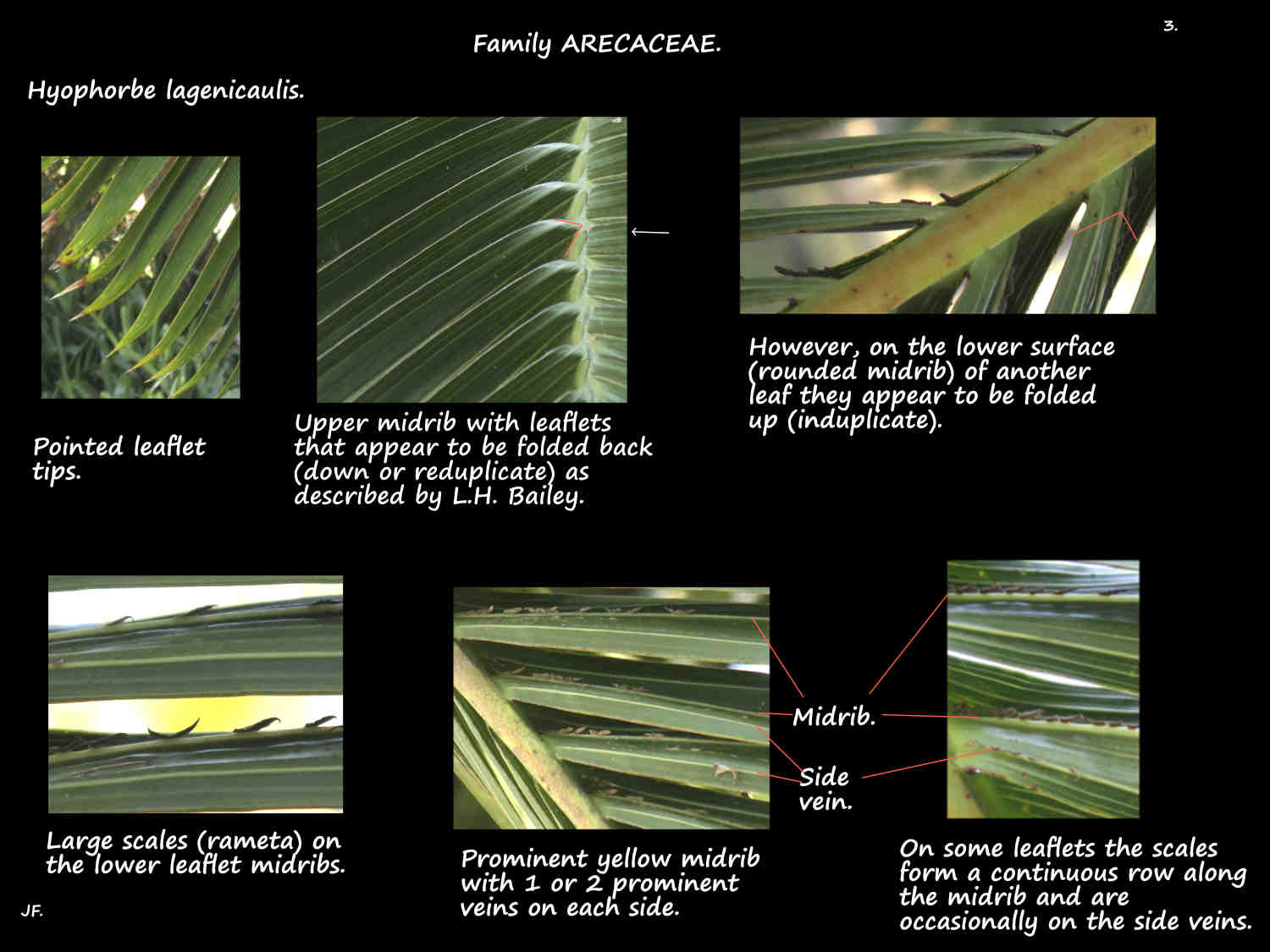3 Hyophorbe lagenicaulis pinnae