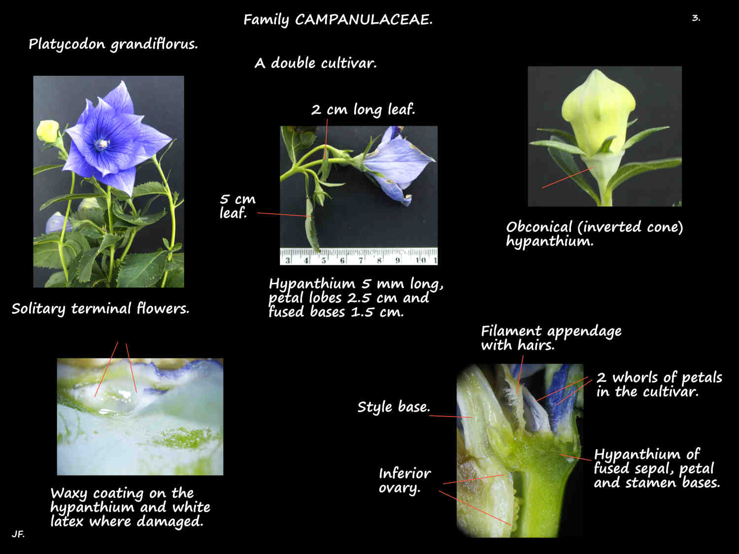 3 Hypanthium in Platycodon flowers