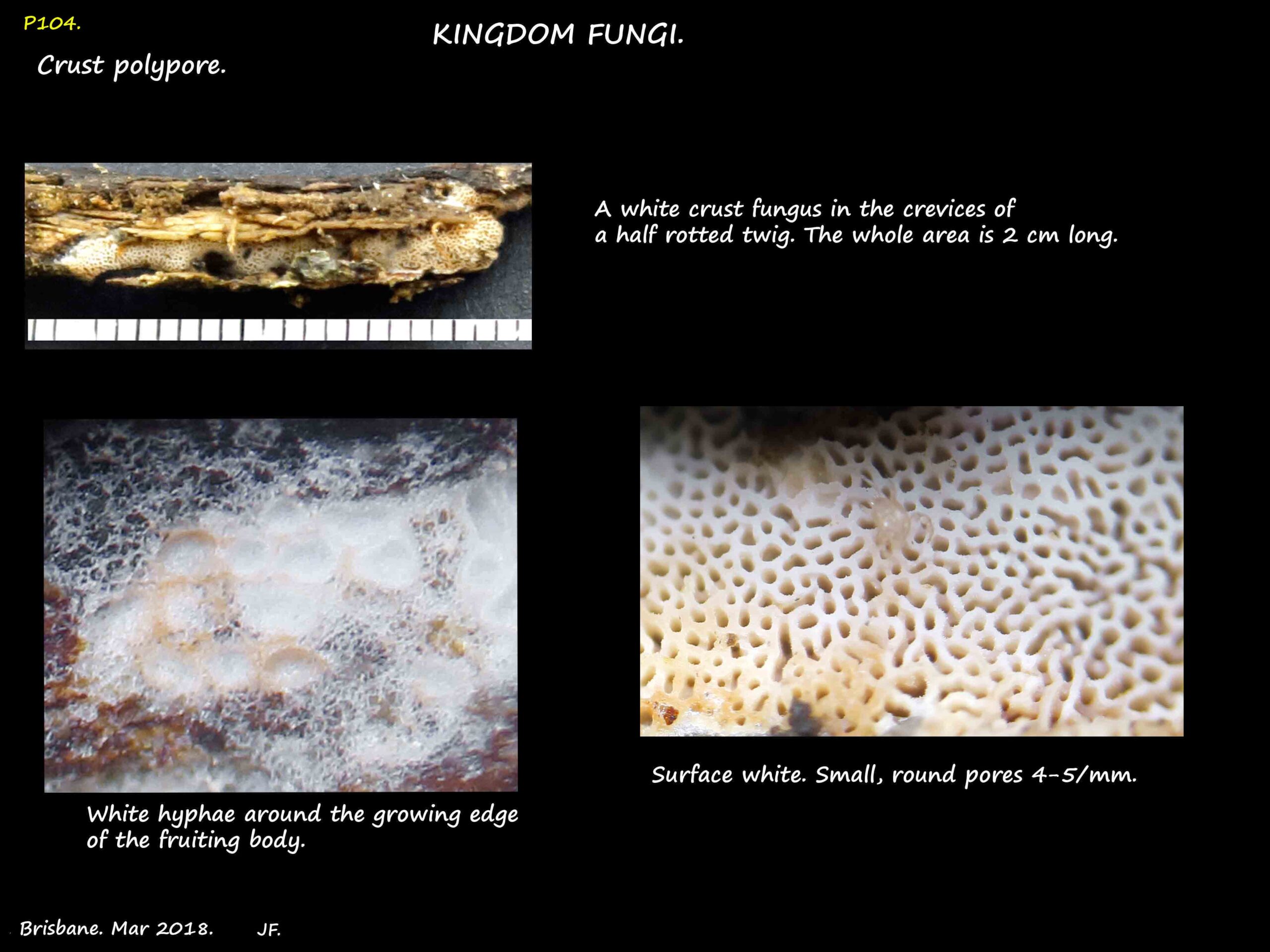 3 Hyphae around a white crust of a Polypore fungus