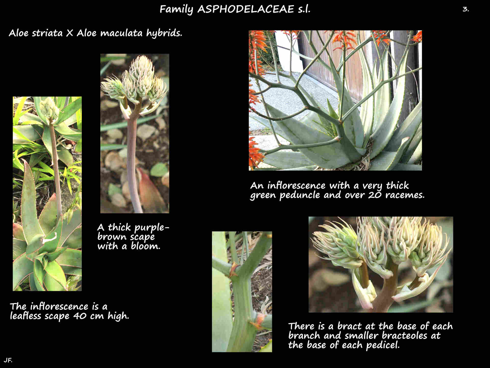 3 Inflorescences & bracts of Aloe striata hybrids