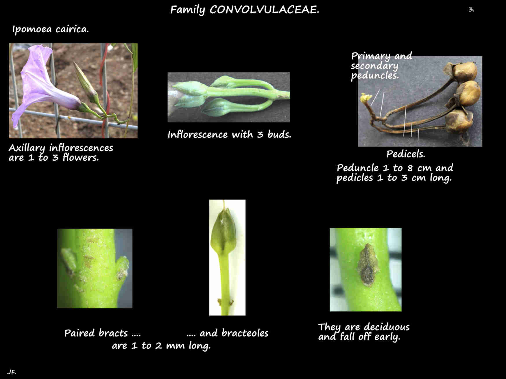 3 Ipomoea cairica bracts & bracteoles