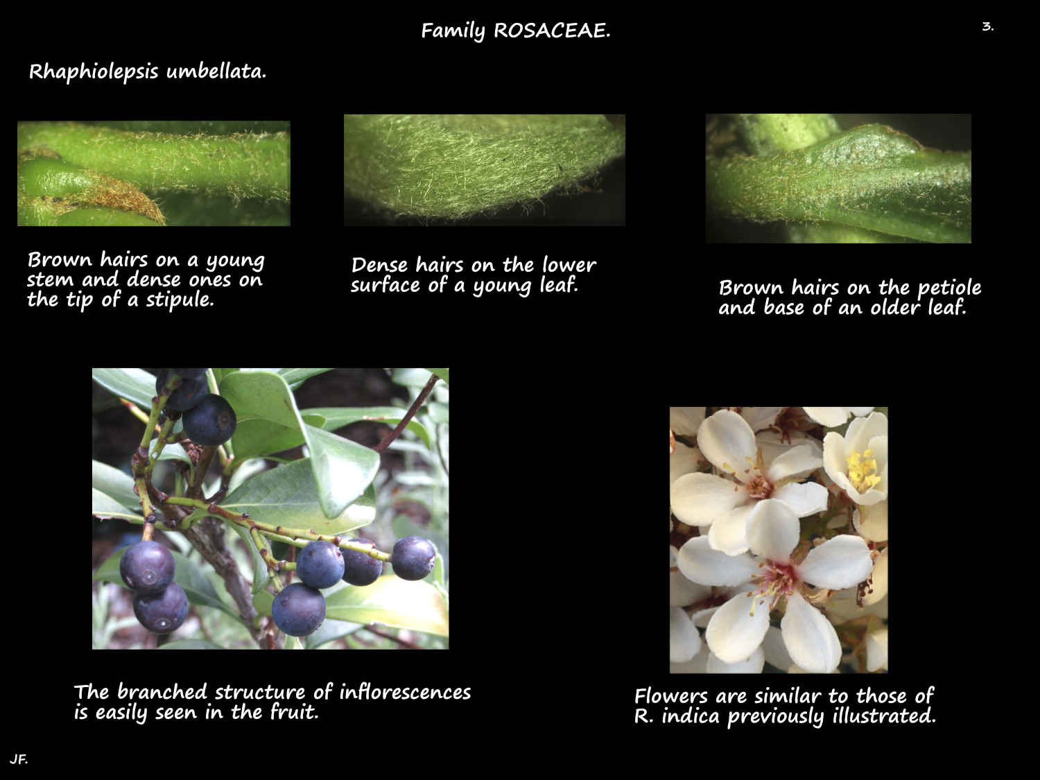 3 Japanese hawthorn flowers