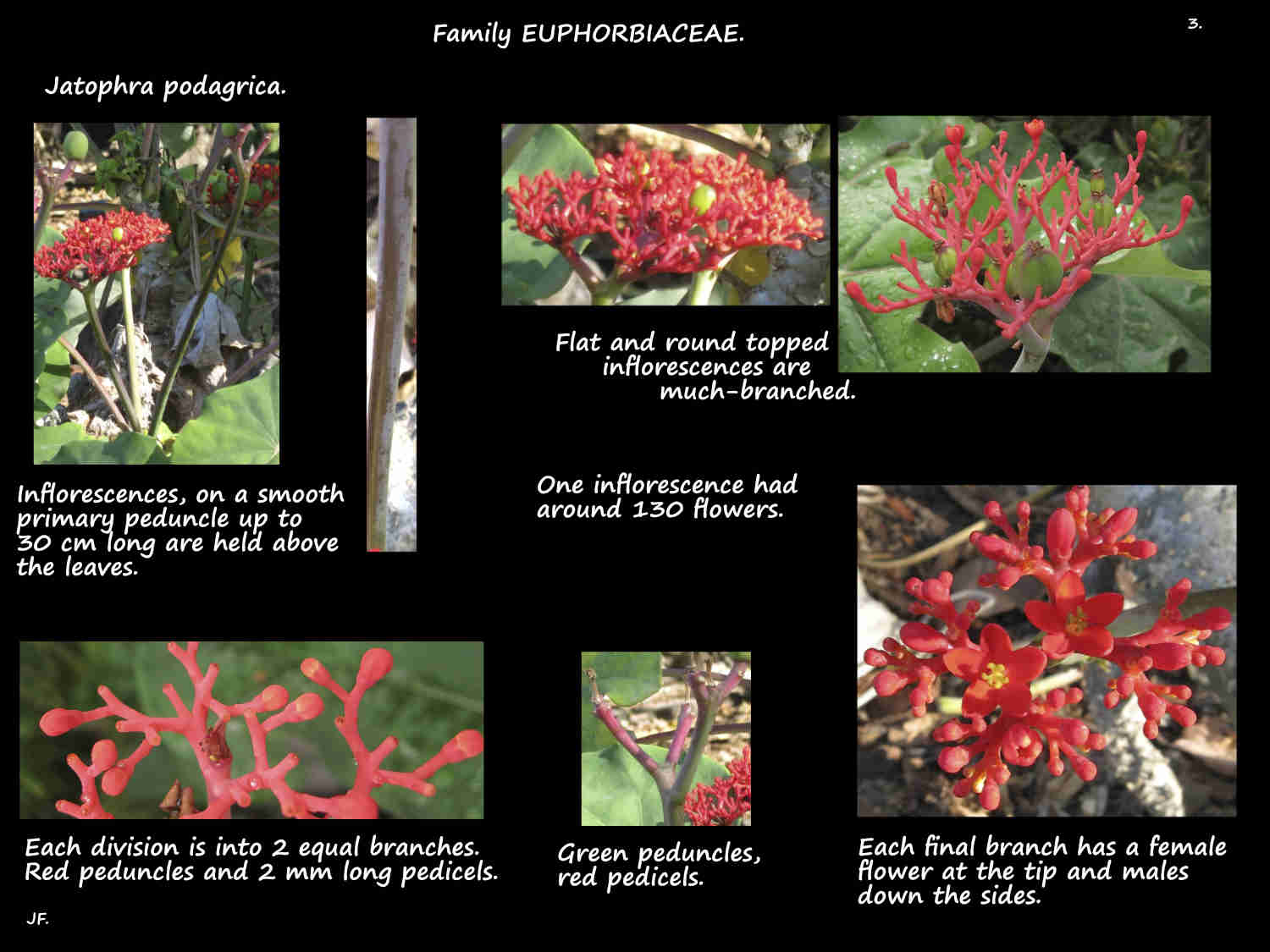 3 Jatophra podagrica inflorescences