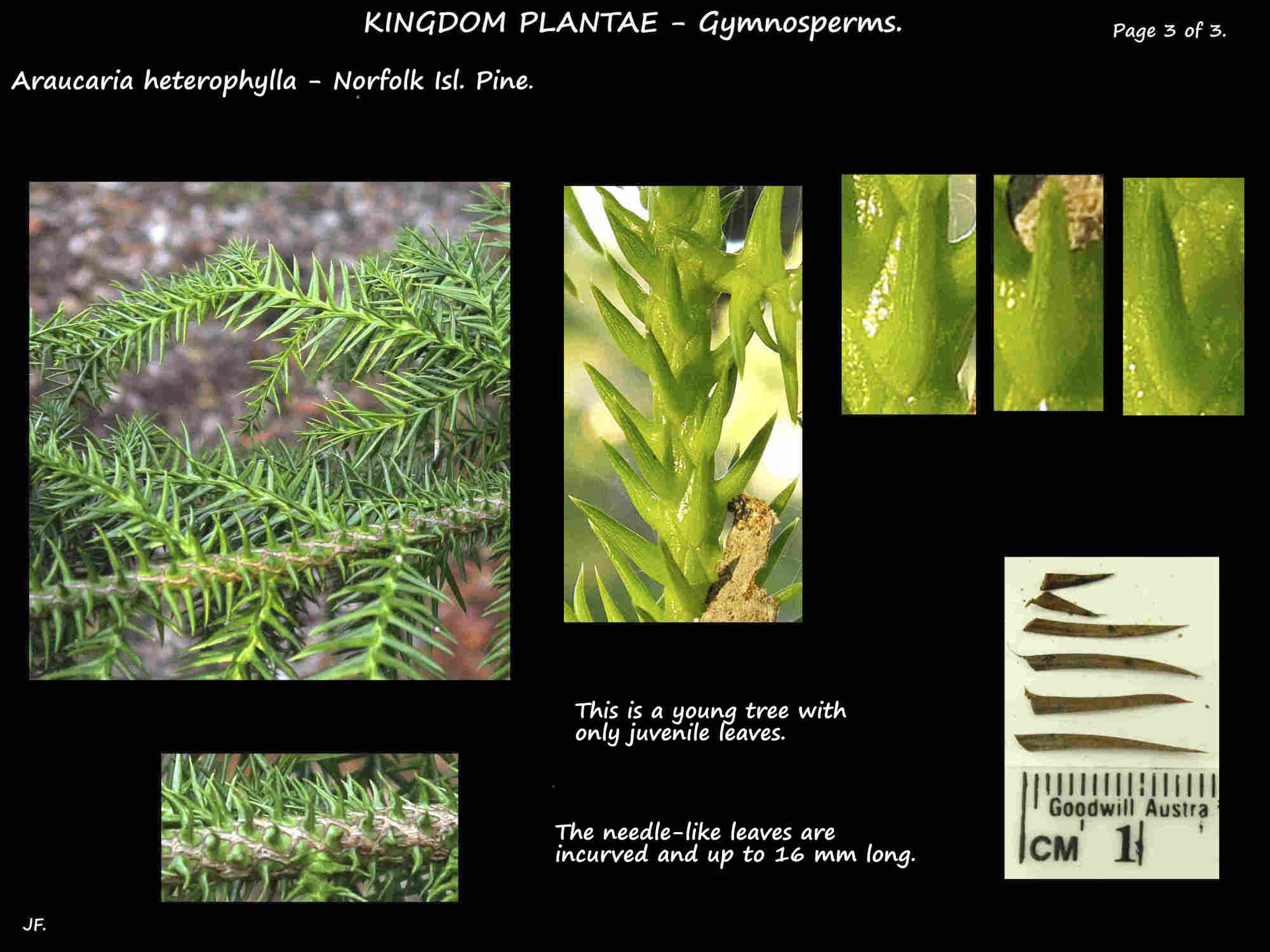3 Juvenile Norfolk Island pine leaves