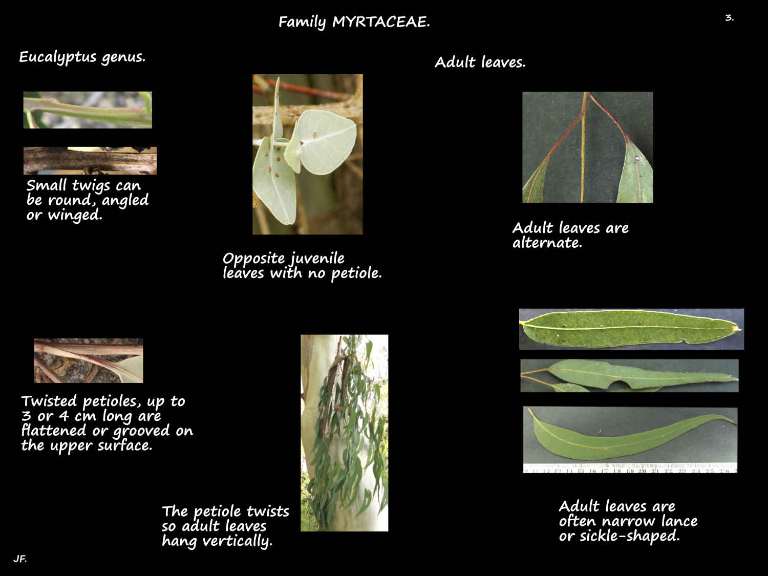 3 Juvenile & adult Eucalyptus leaves