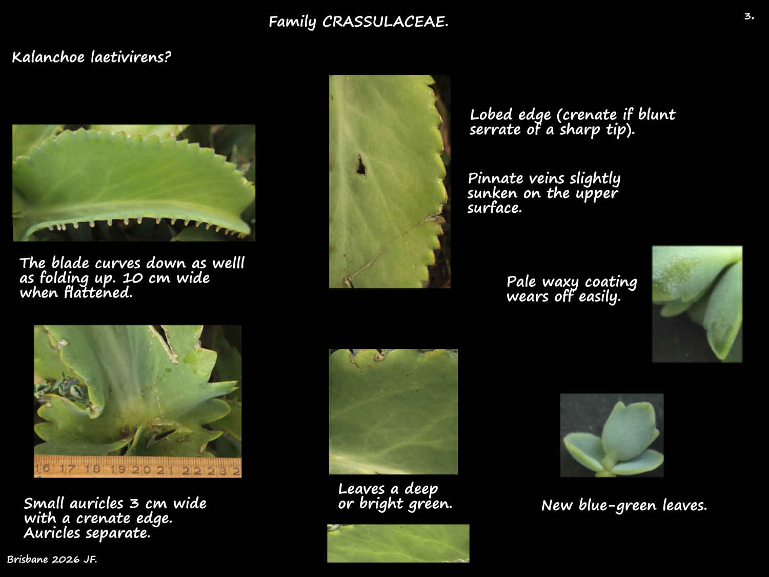 3 Kalanchoe leaf features