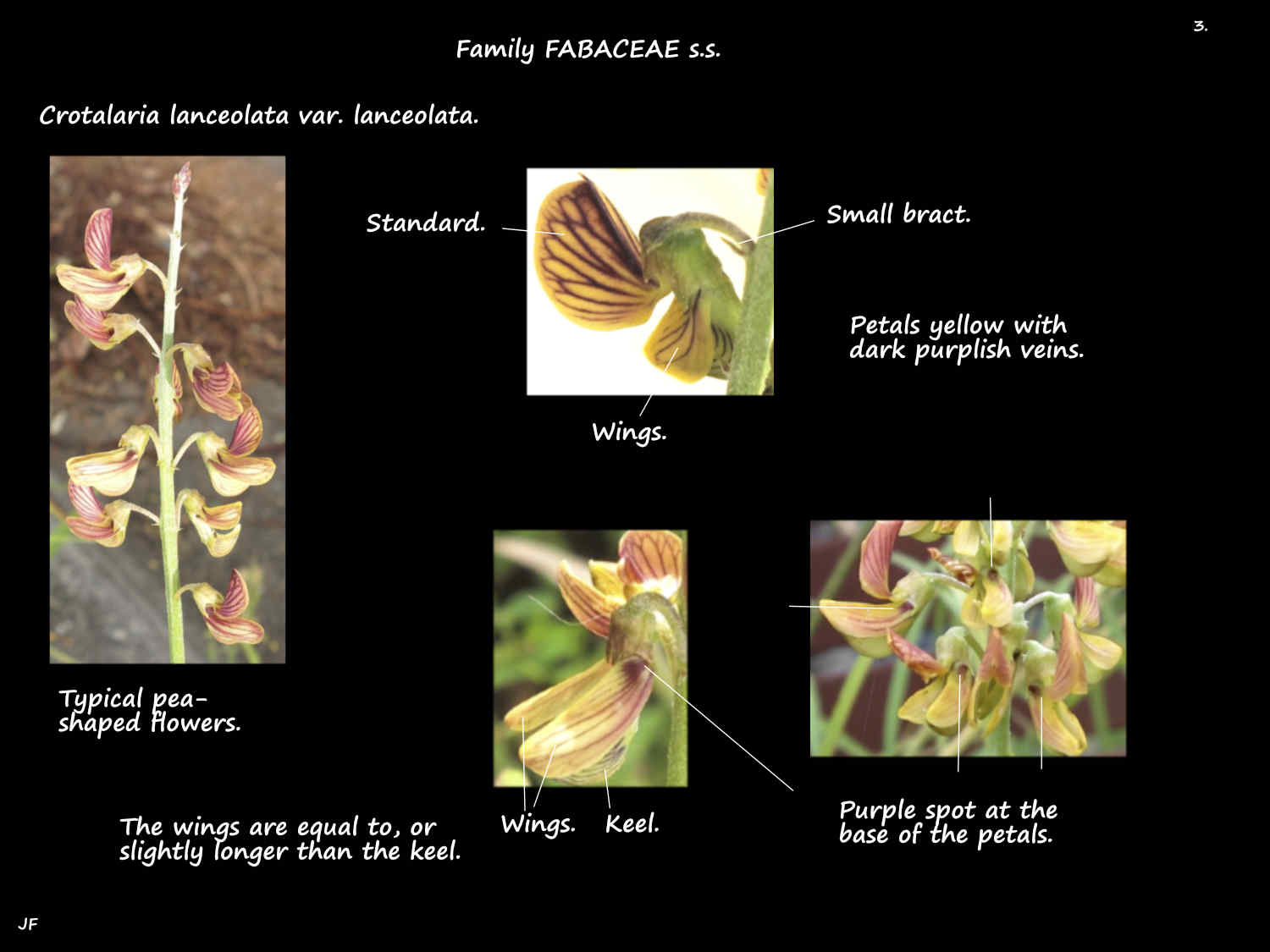 3 Lance-leaved rattlepod flowers