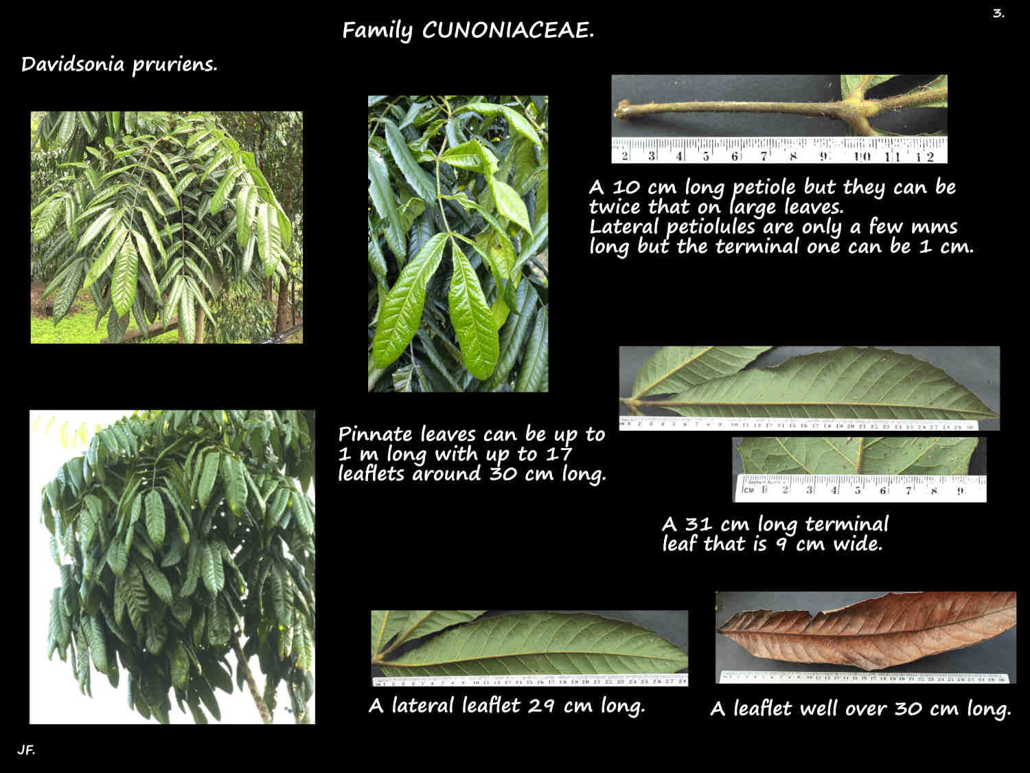 3 Large pinnate leaves of Davidsonia pruriens