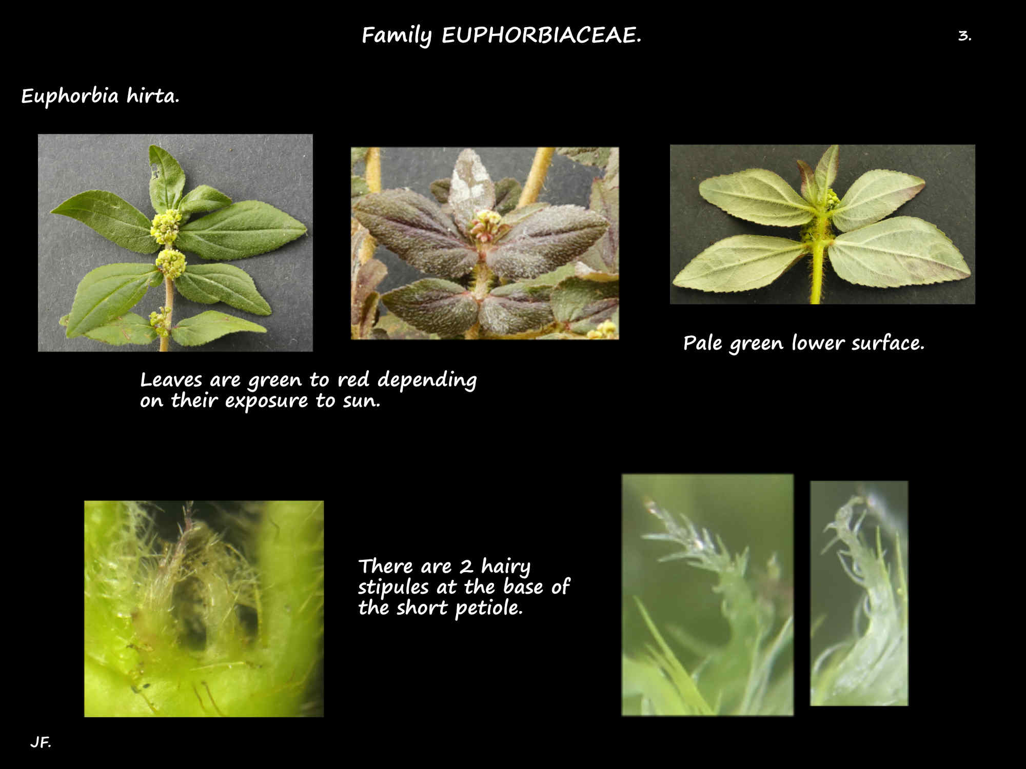 3 Leaf colour & stipules of Euphorbia hirta