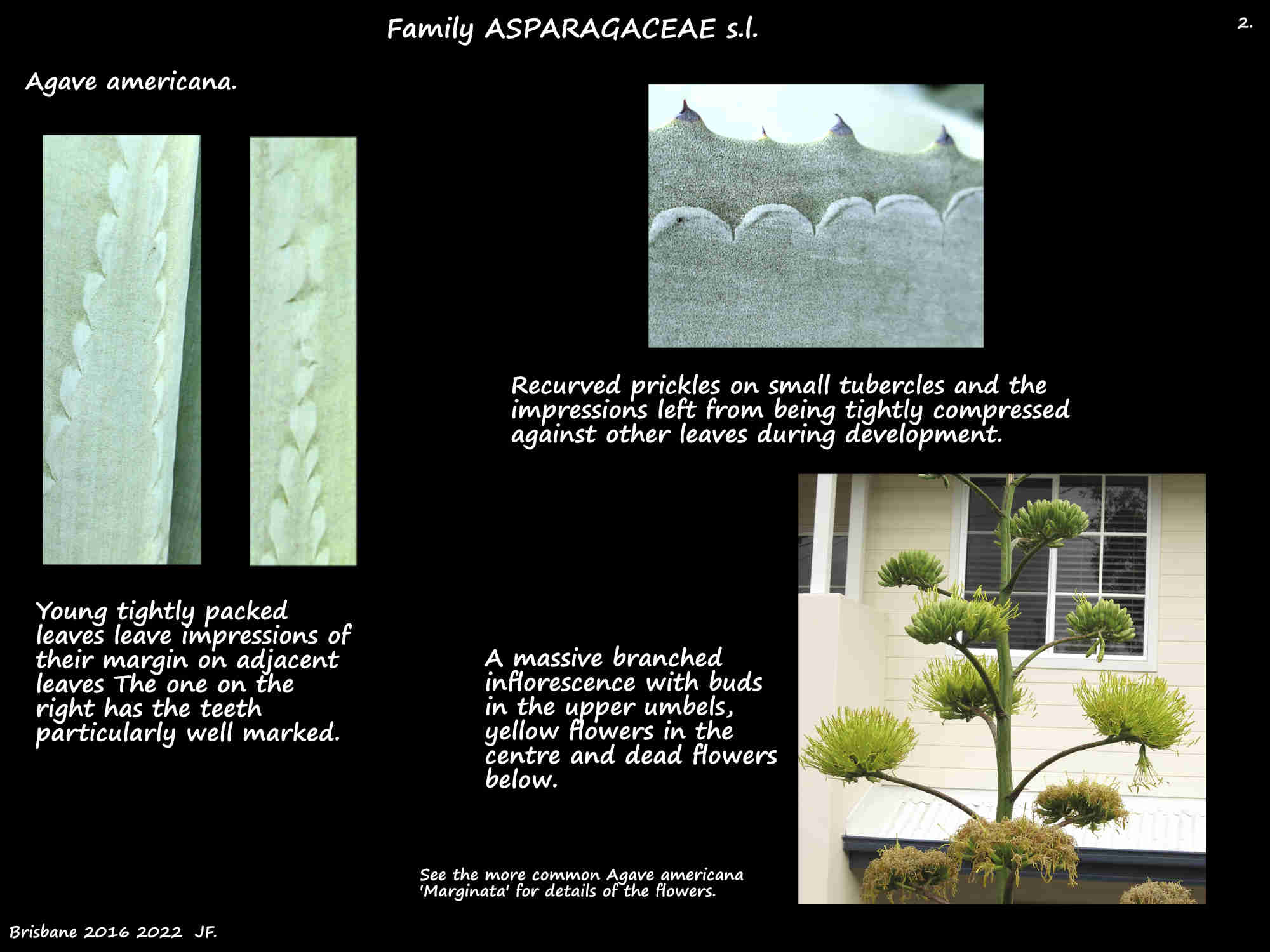 3 Leaf details of Agave americana & an inflorescence