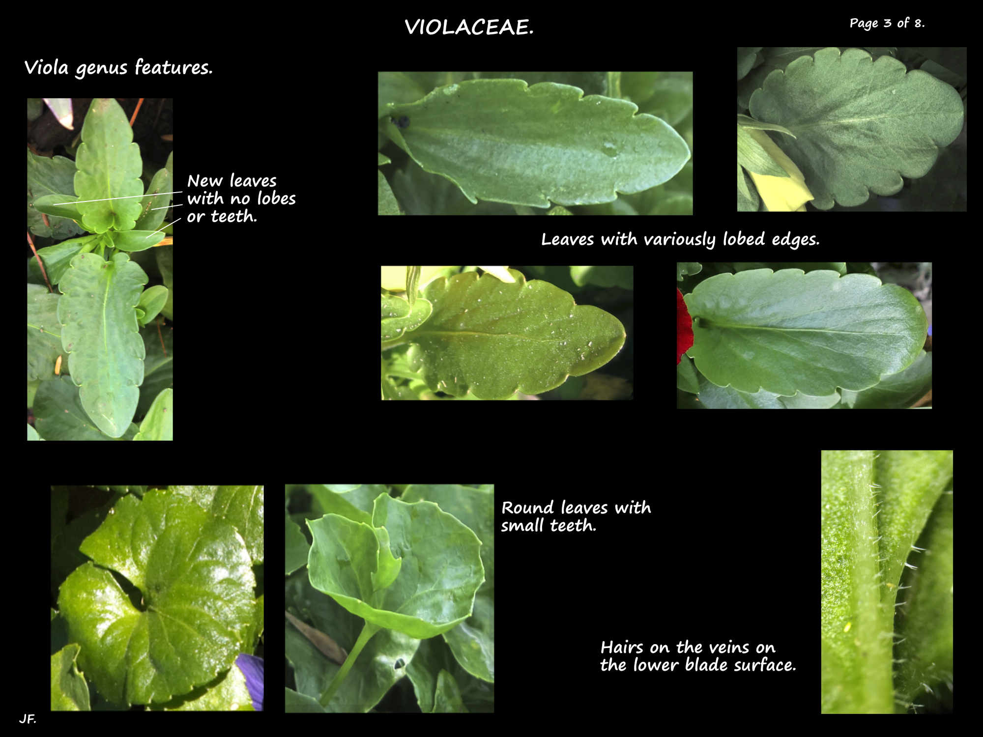 3 Leaf shapes, edges & hairs in violas