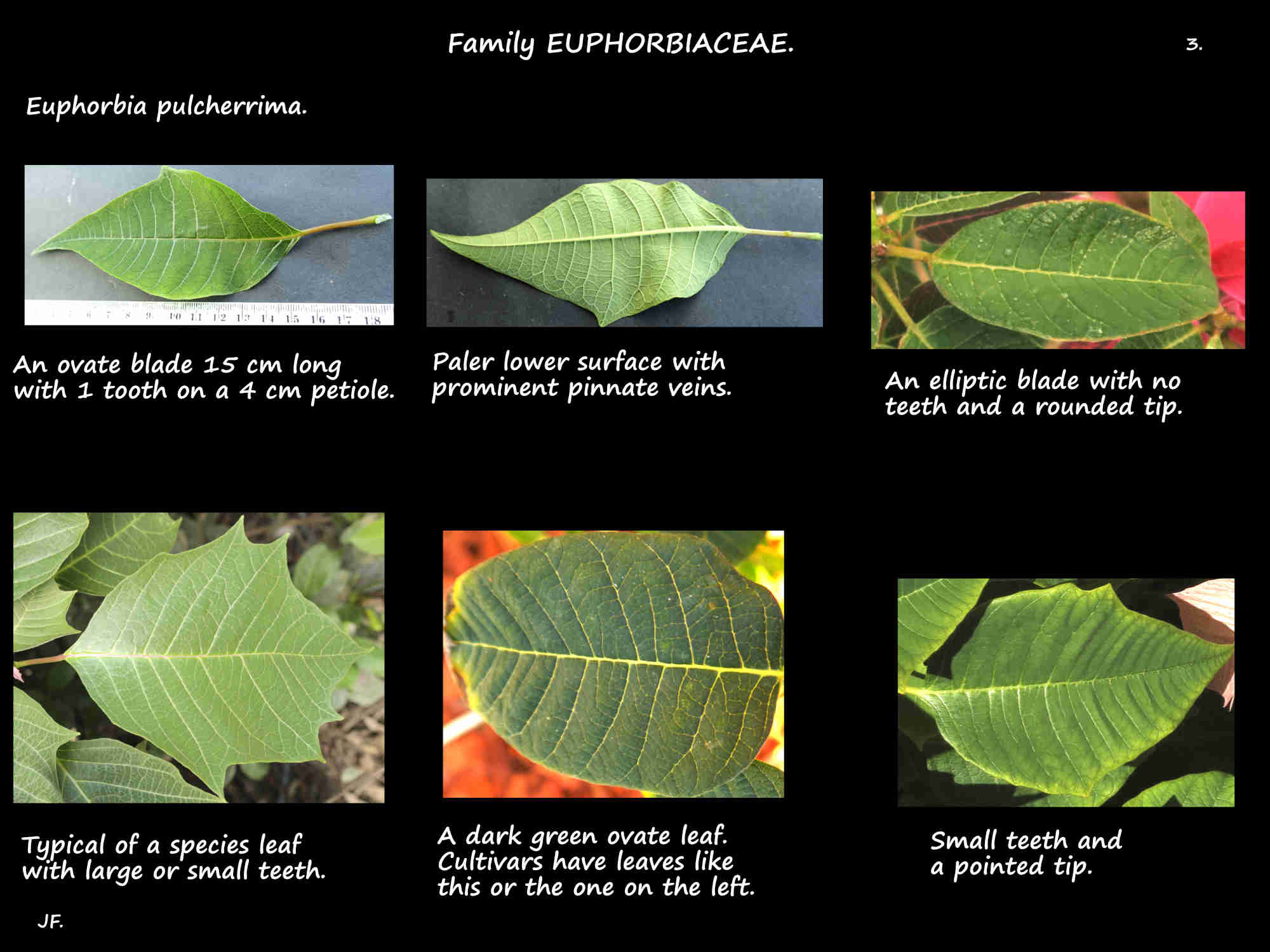 3 Leaf shapes in Euphorbia pulcherrima plants