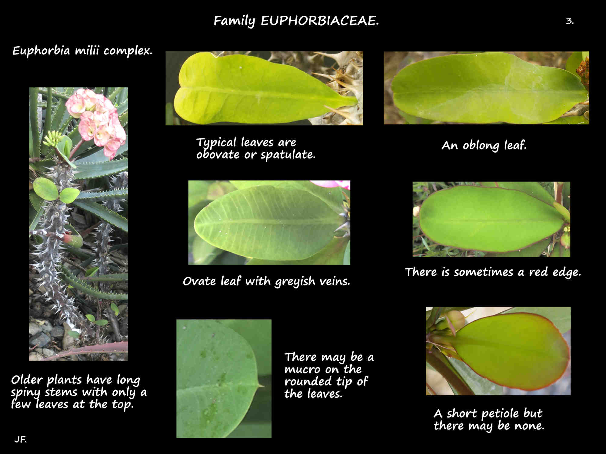 3 Leaf variations seen on Euphorbia milii plants