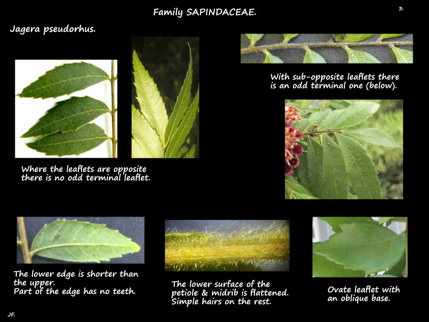 3 Leaflet arrangement in Jagera pseudorhus