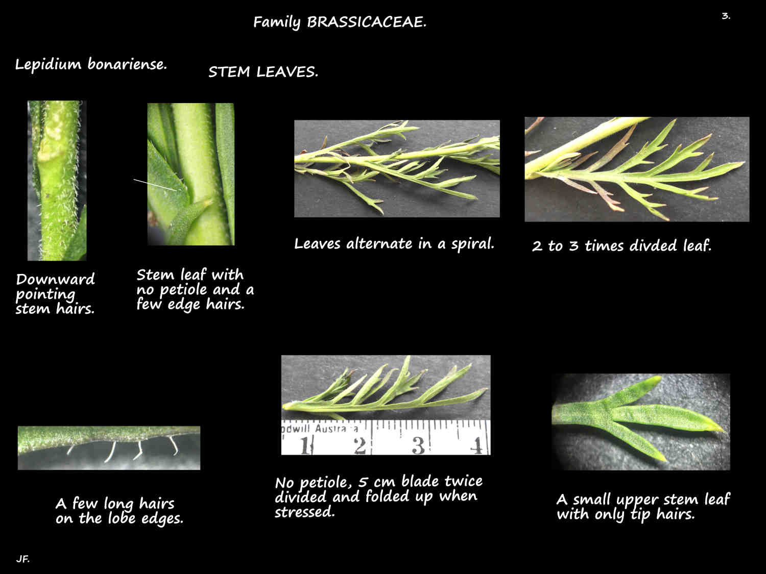 3 Lepidium bonariense stem leaves