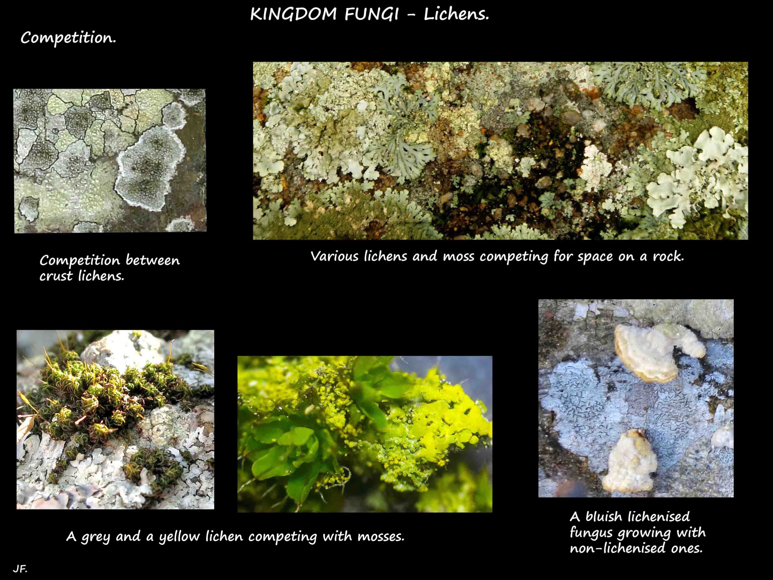 3 Competition between different types of lichens