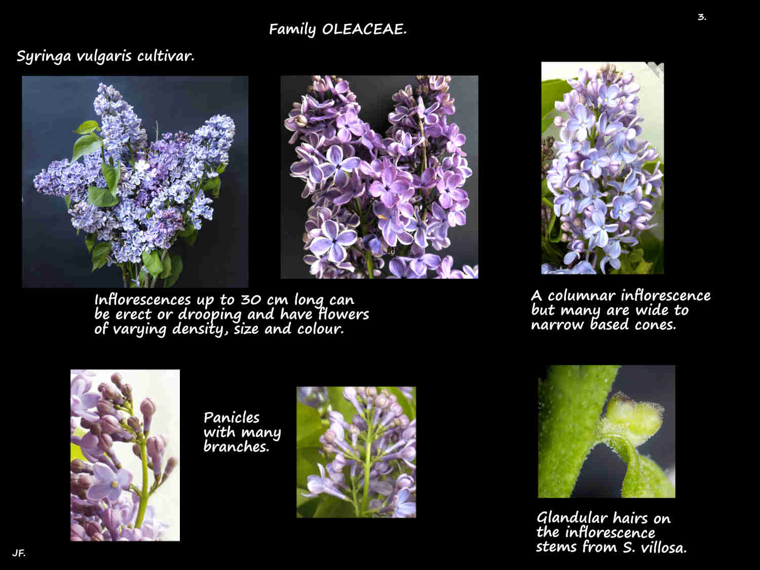 3 Lilac inflorescences