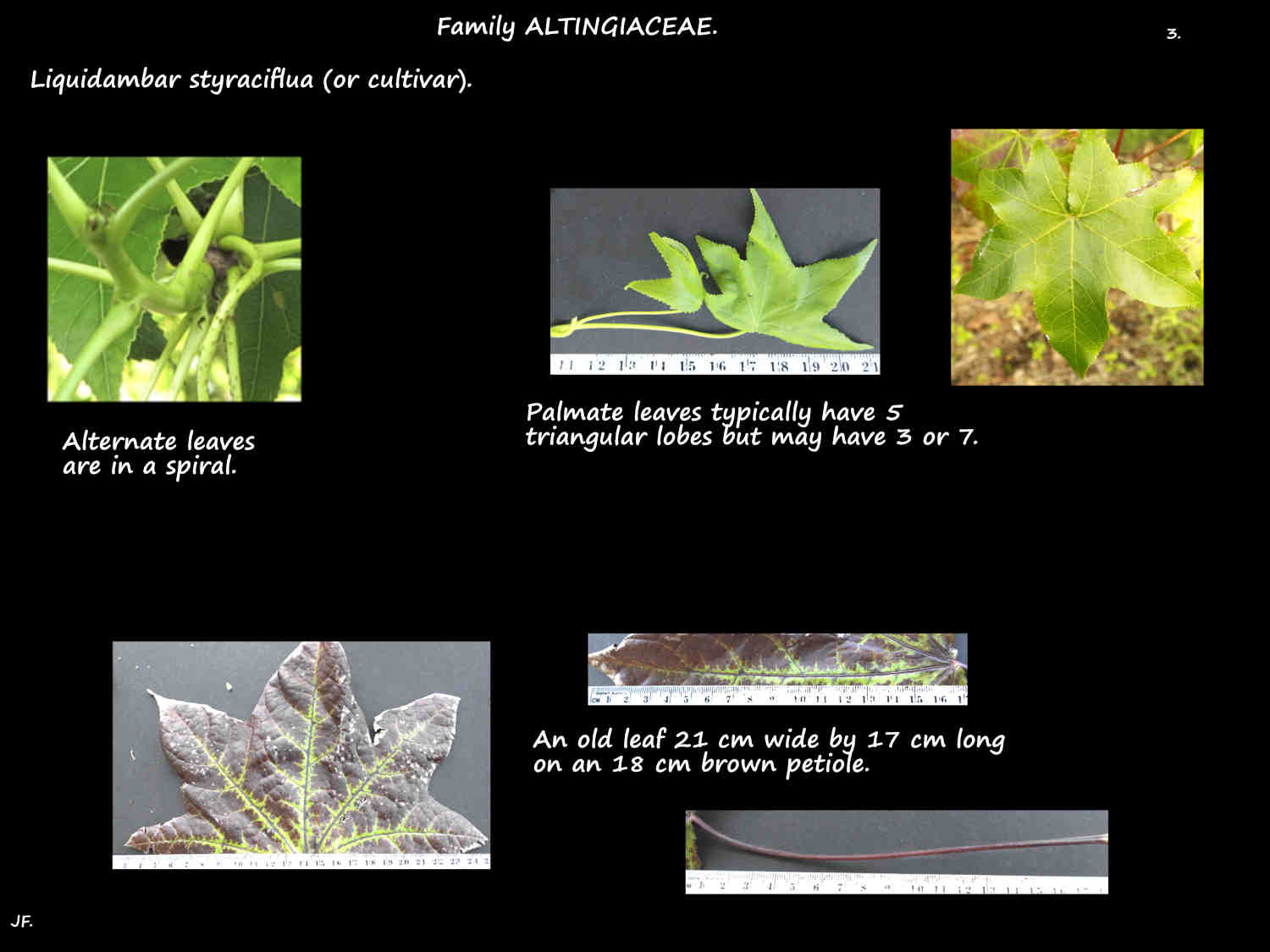 3 Liquidambar styraciflua leaves