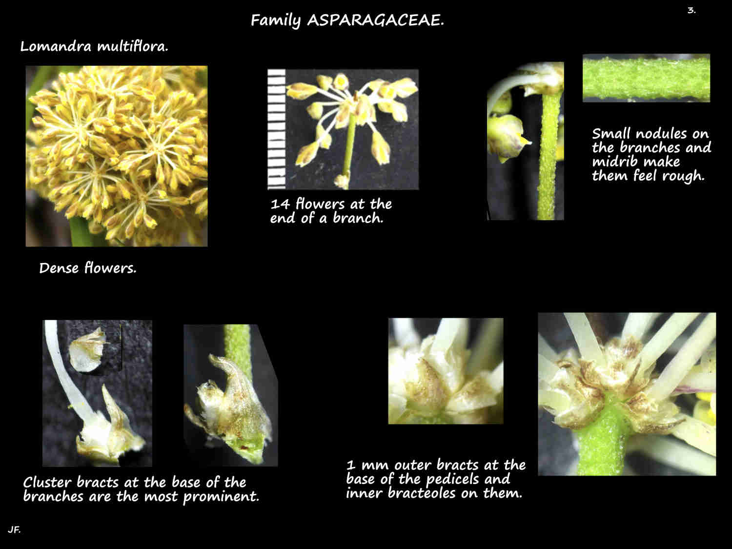 3 Lomandra multiflora bracts