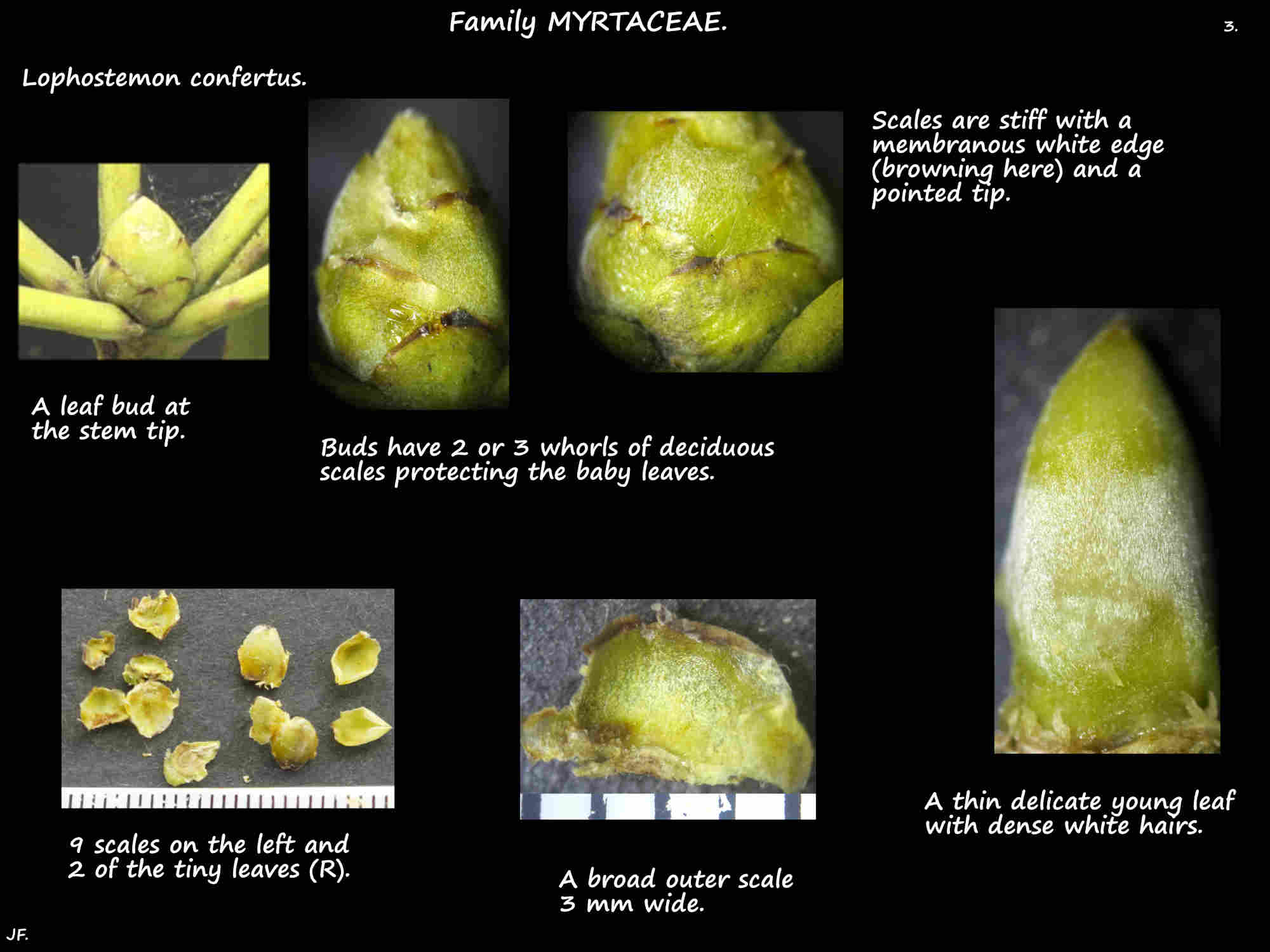 3 Lophostemon confertus leaf buds & scales
