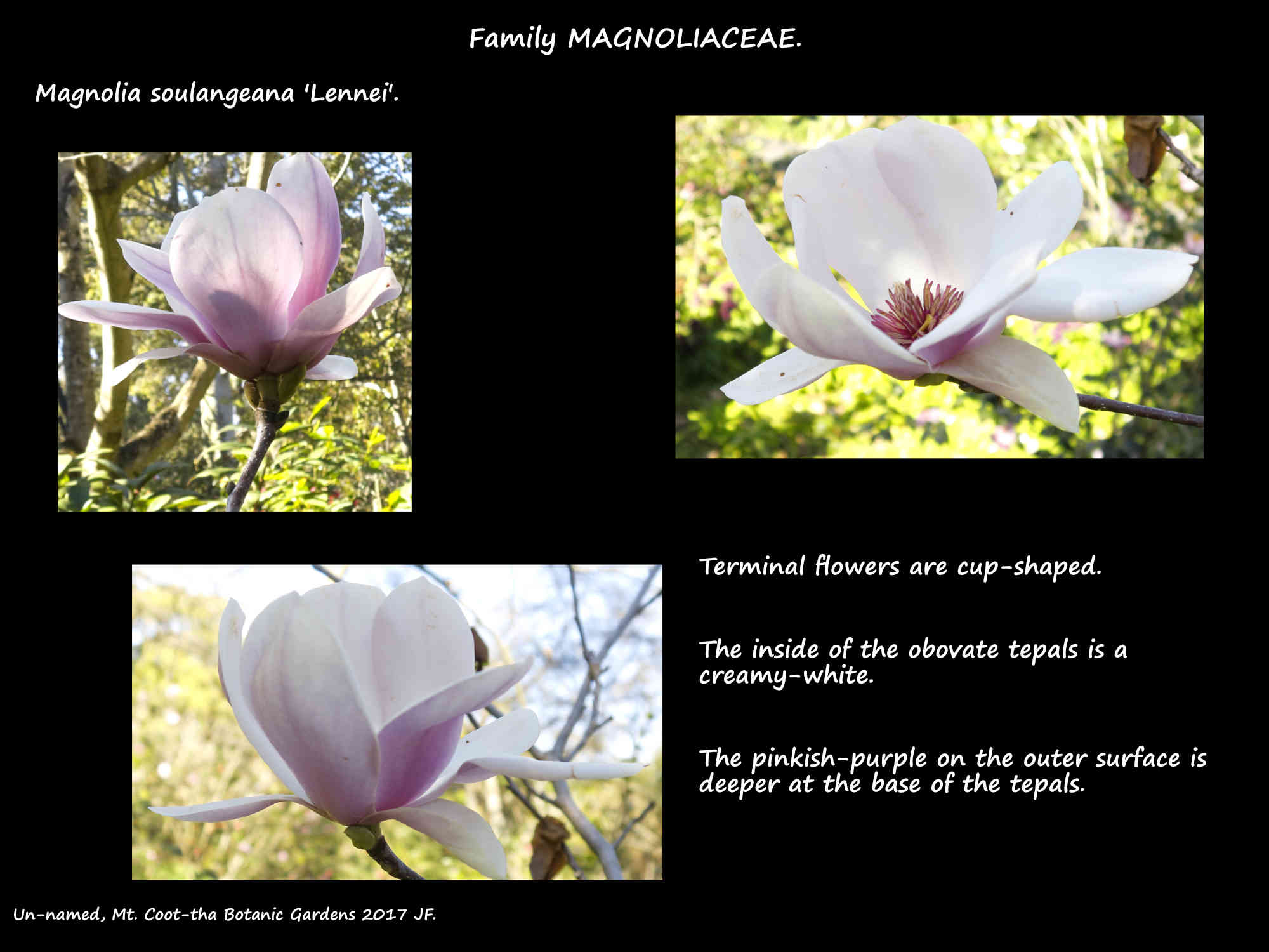3 Magnolia soulangeana 'Lennei'