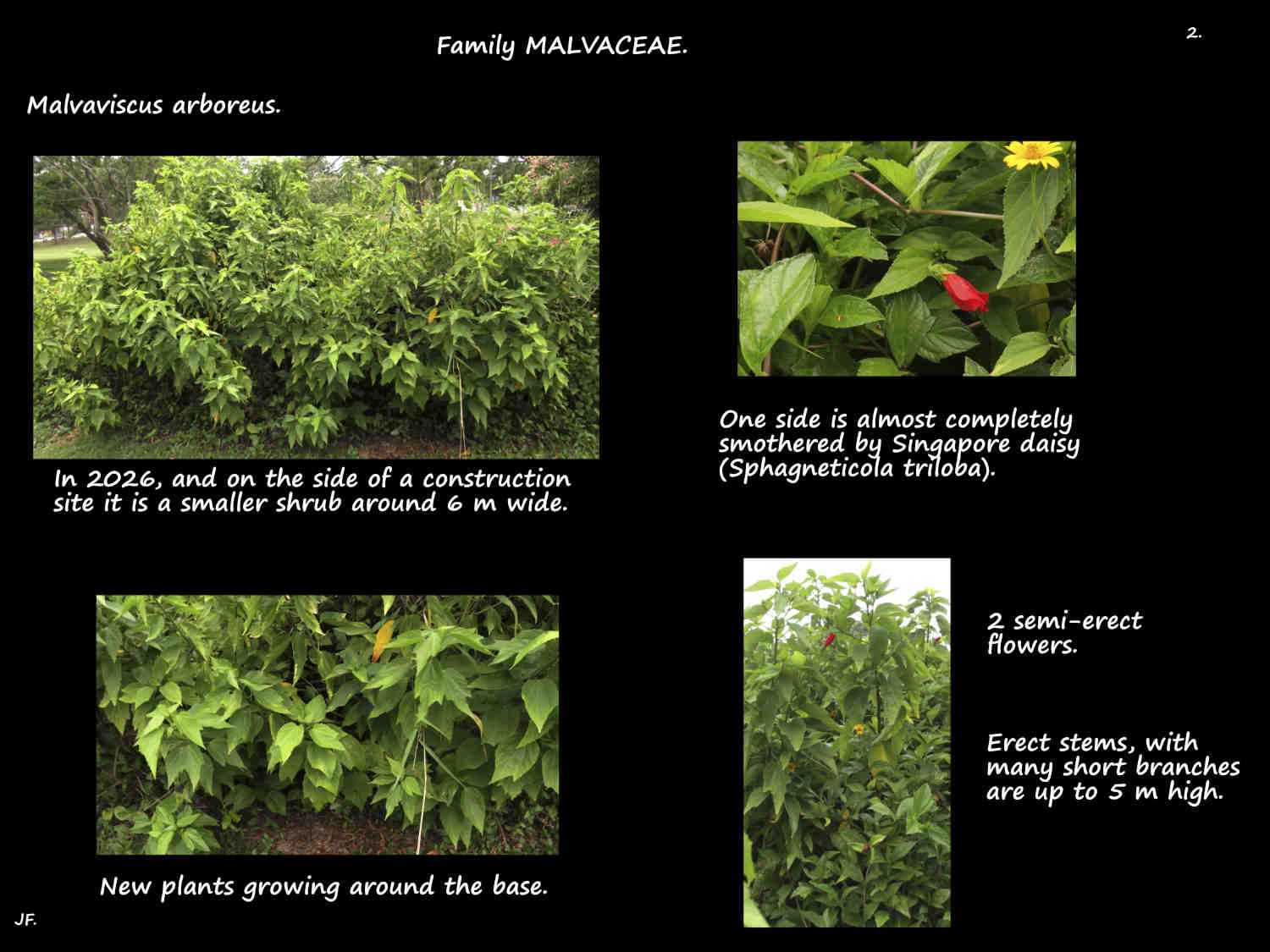 2 Malvaviscus arboreus 3 years later