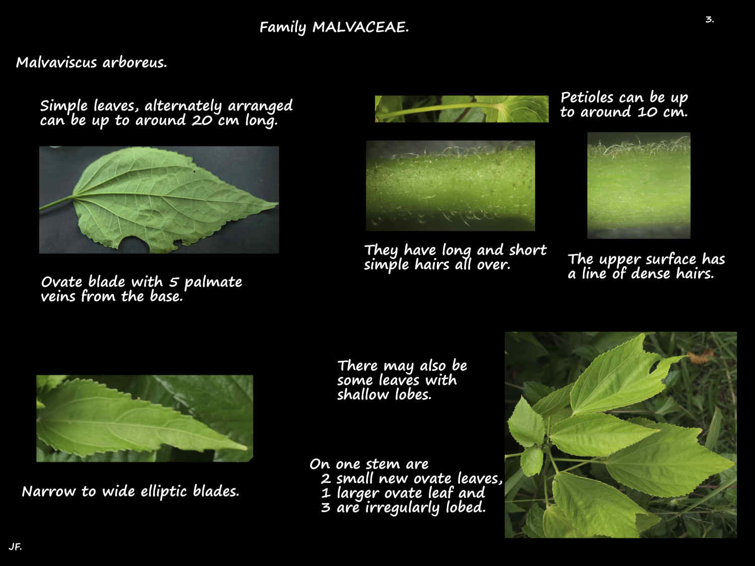 3 Malvaviscus arboreus leaf shapes