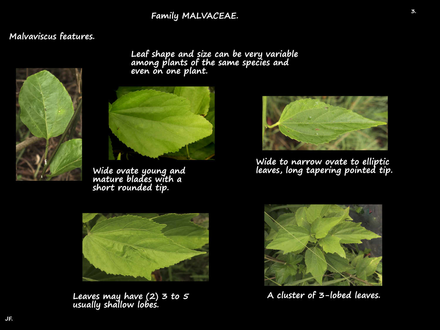 3 Malvaviscus leaf shapes